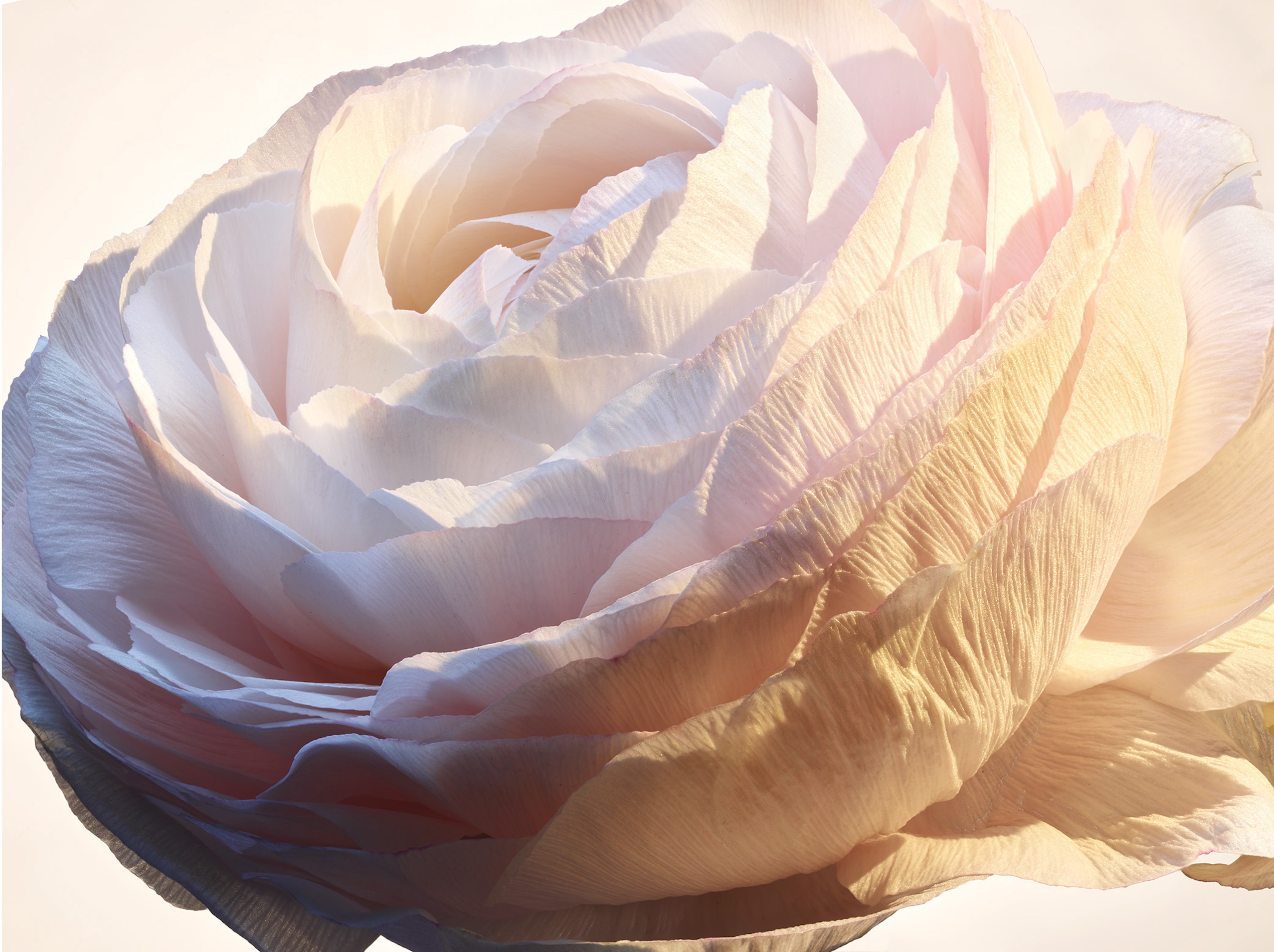 073 Jean Baptiste Degez Flowers Craetive Paris