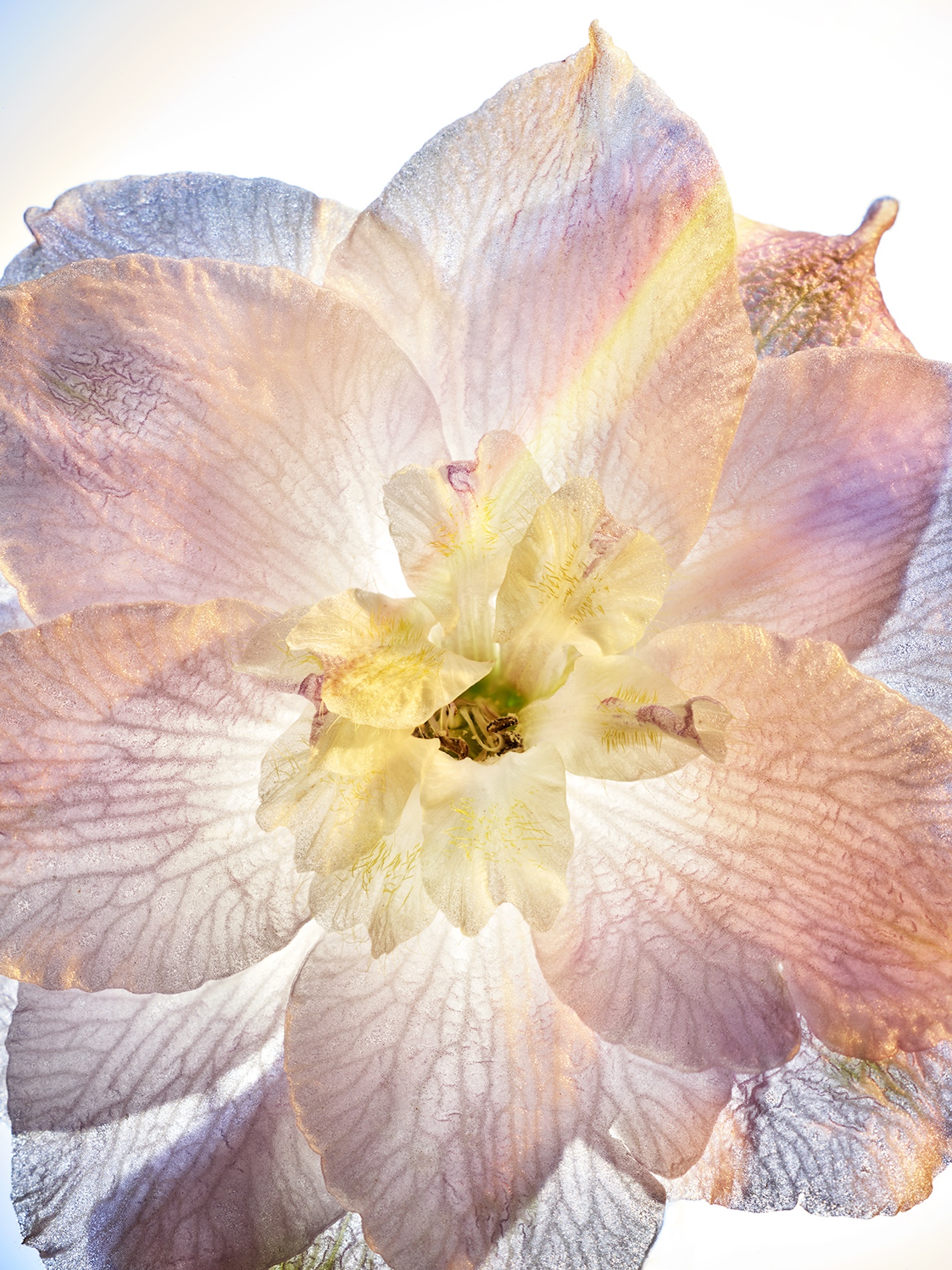 074 Jean Baptiste Degez Flowers Craetive Paris