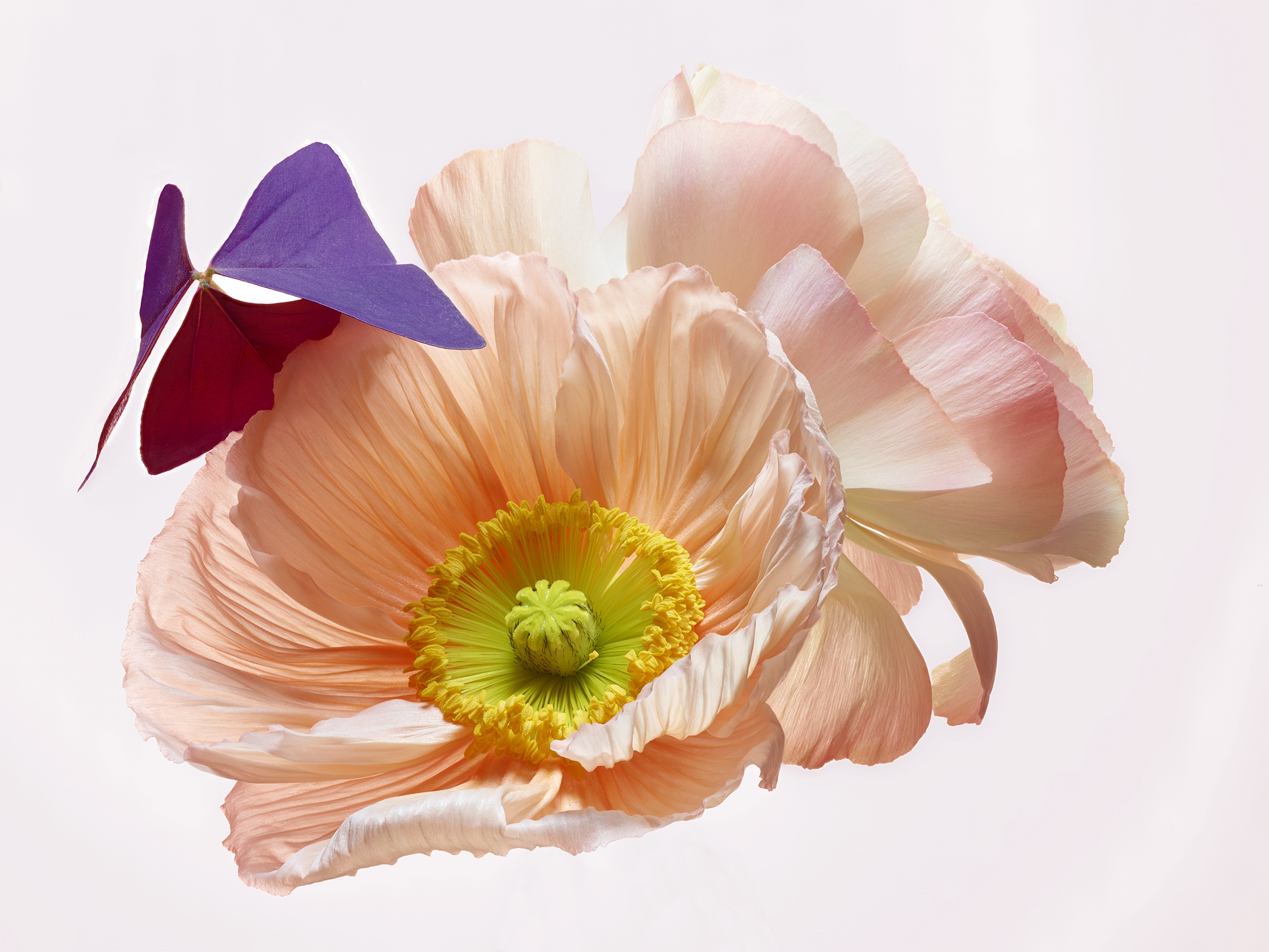 077 Jean Baptiste Degez Flowers Craetive Paris