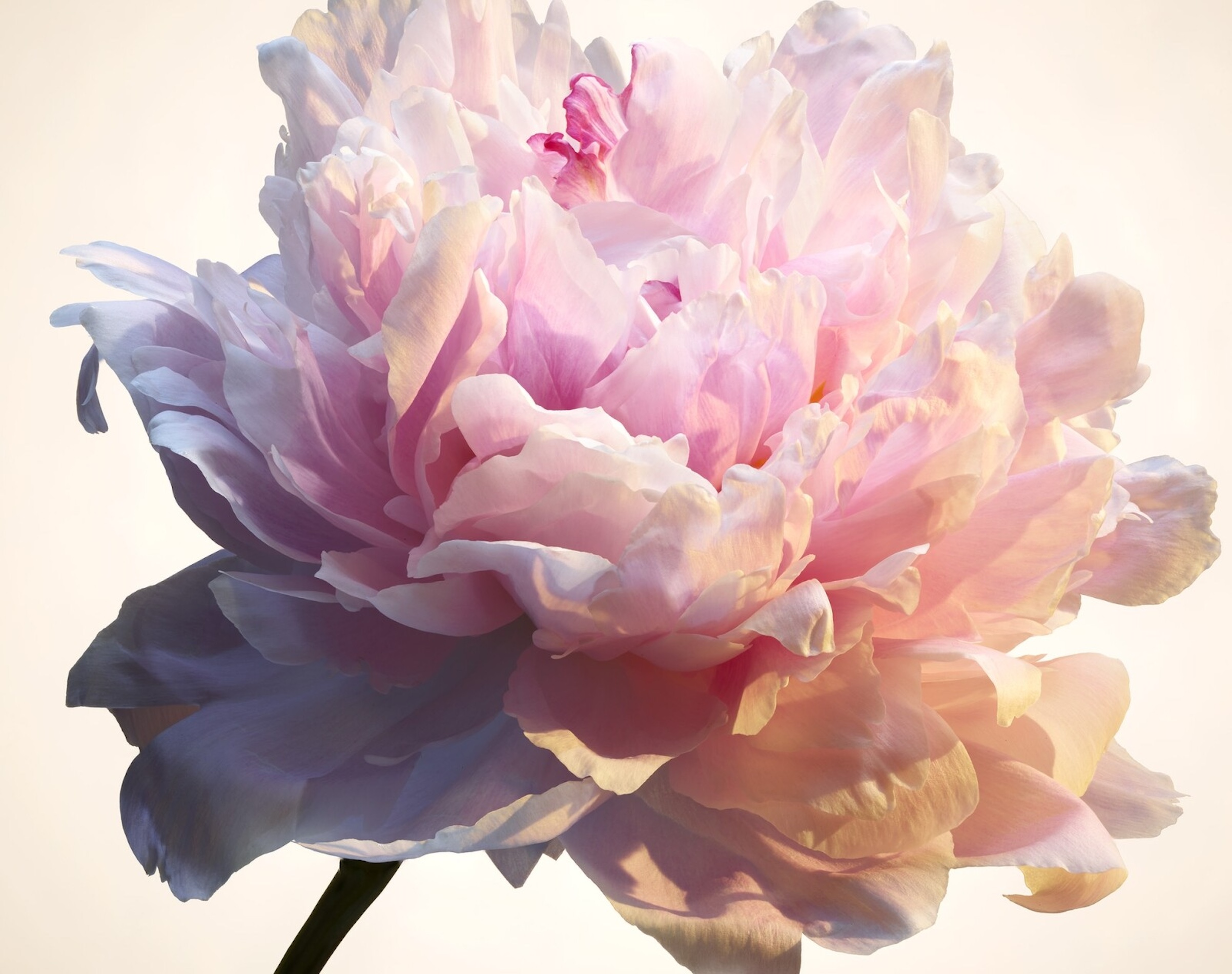 078 Jean Baptiste Degez Flowers Craetive Paris