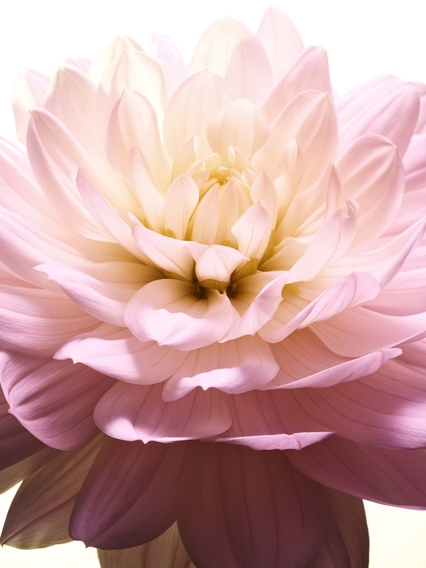 079 Jean Baptiste Degez Flowers Craetive Paris