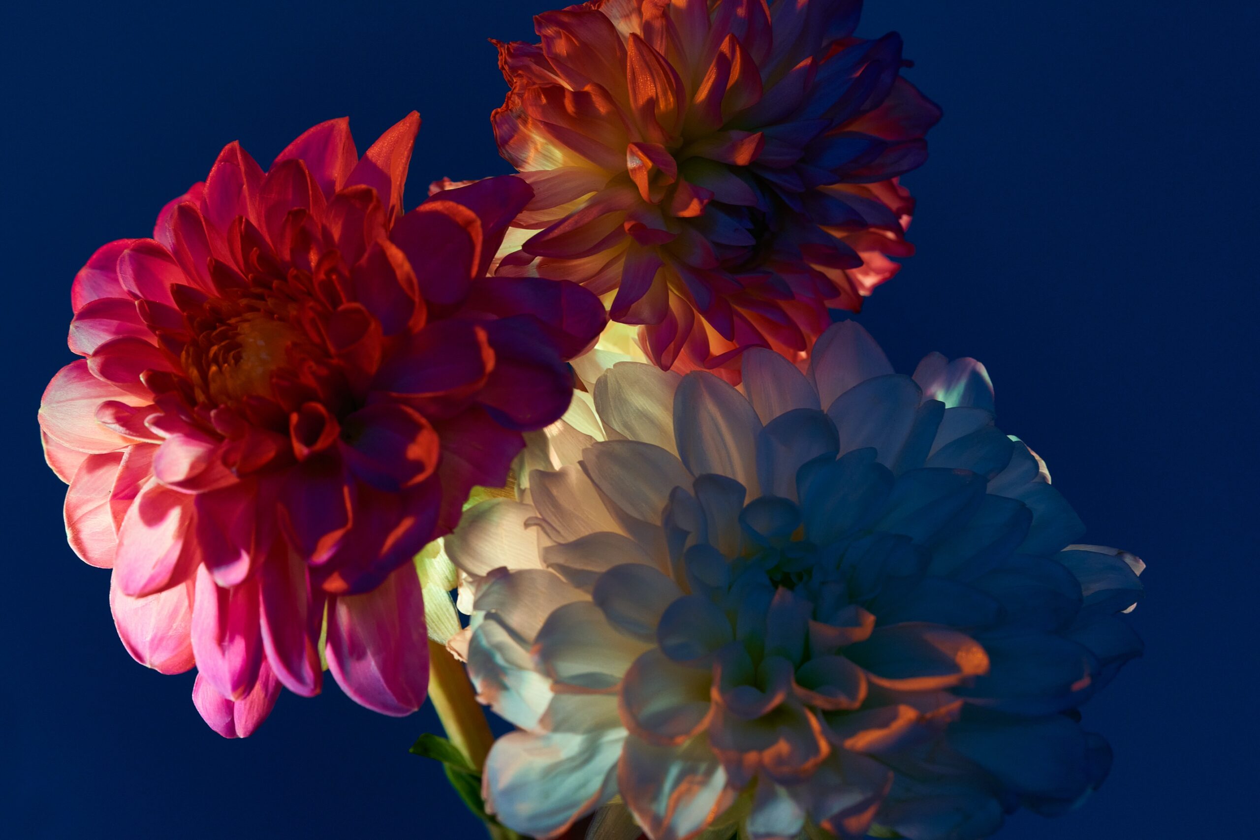 07 Fernando Gomez Craetive Paris Fragrances Flowers