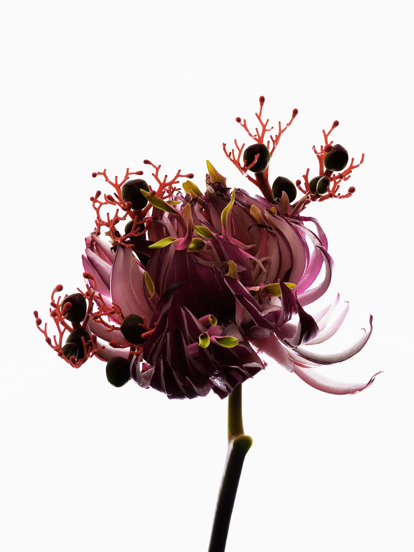 07 Thyrse Craetive Paris Portfolio L Hybrids 03