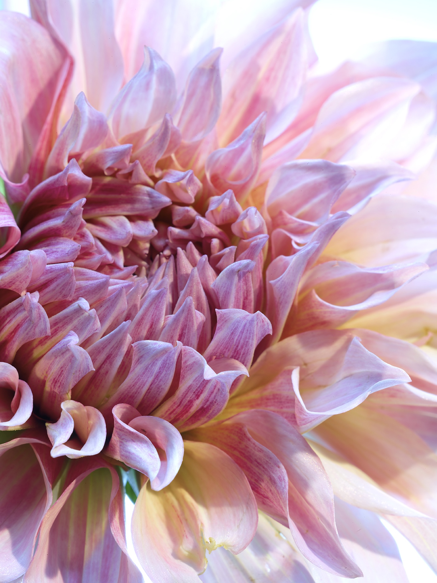 083 Jean Baptiste Degez Flowers Craetive Paris