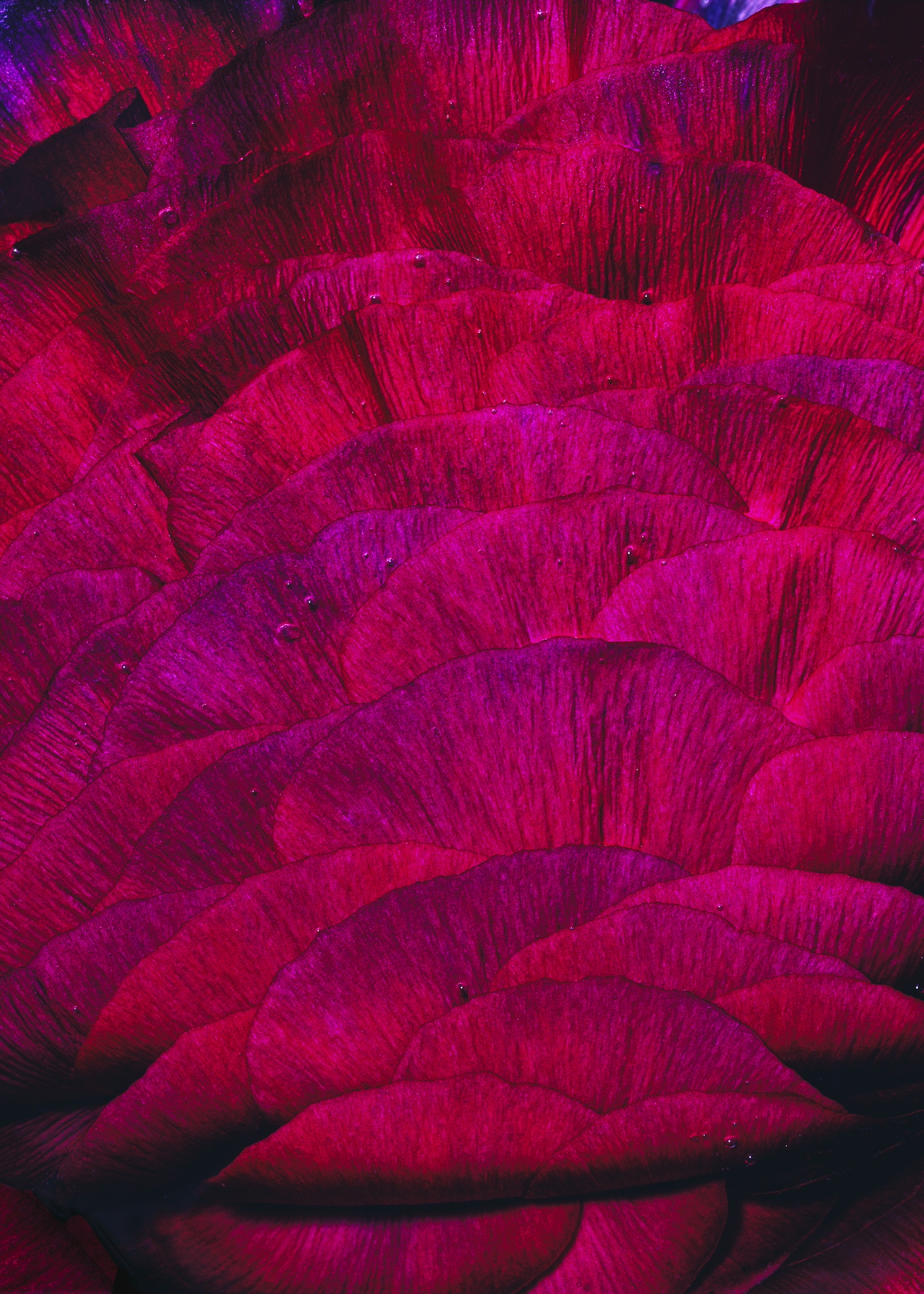 085 Jean Baptiste Degez Flowers Craetive Paris