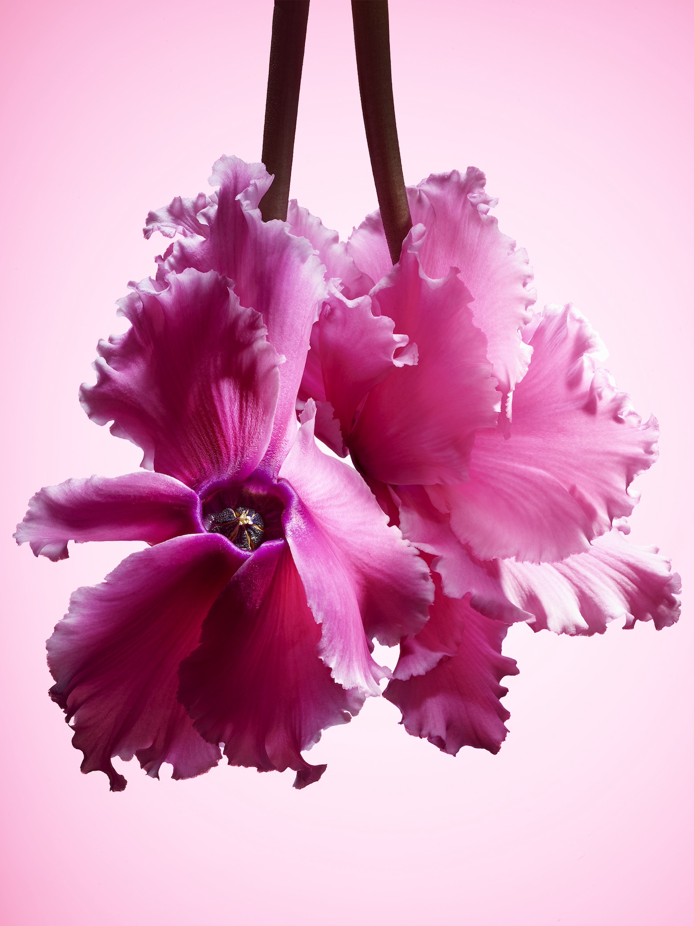 091 Jean Baptiste Degez Flowers Craetive Paris