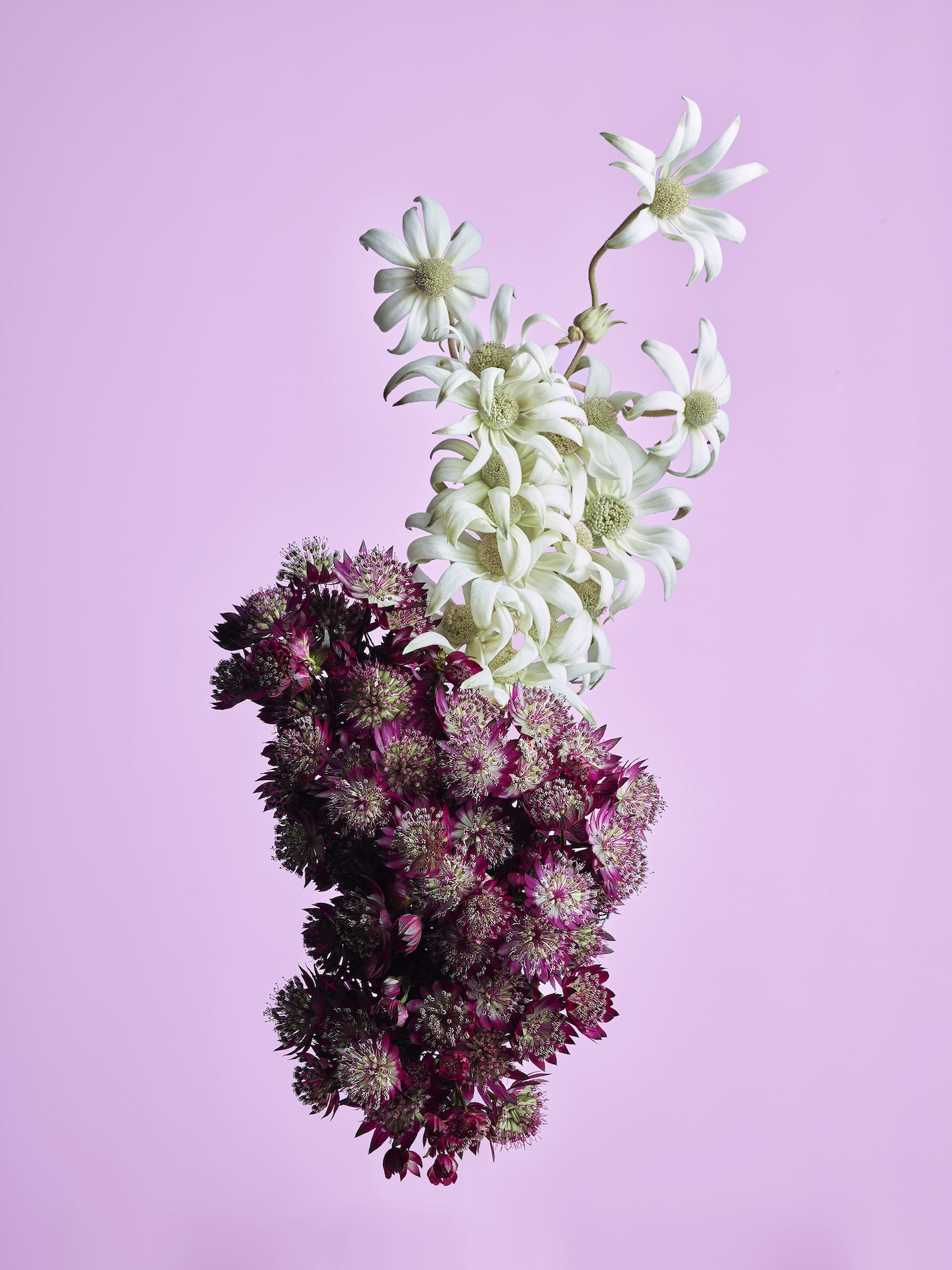 093 Jean Baptiste Degez Flowers Craetive Paris