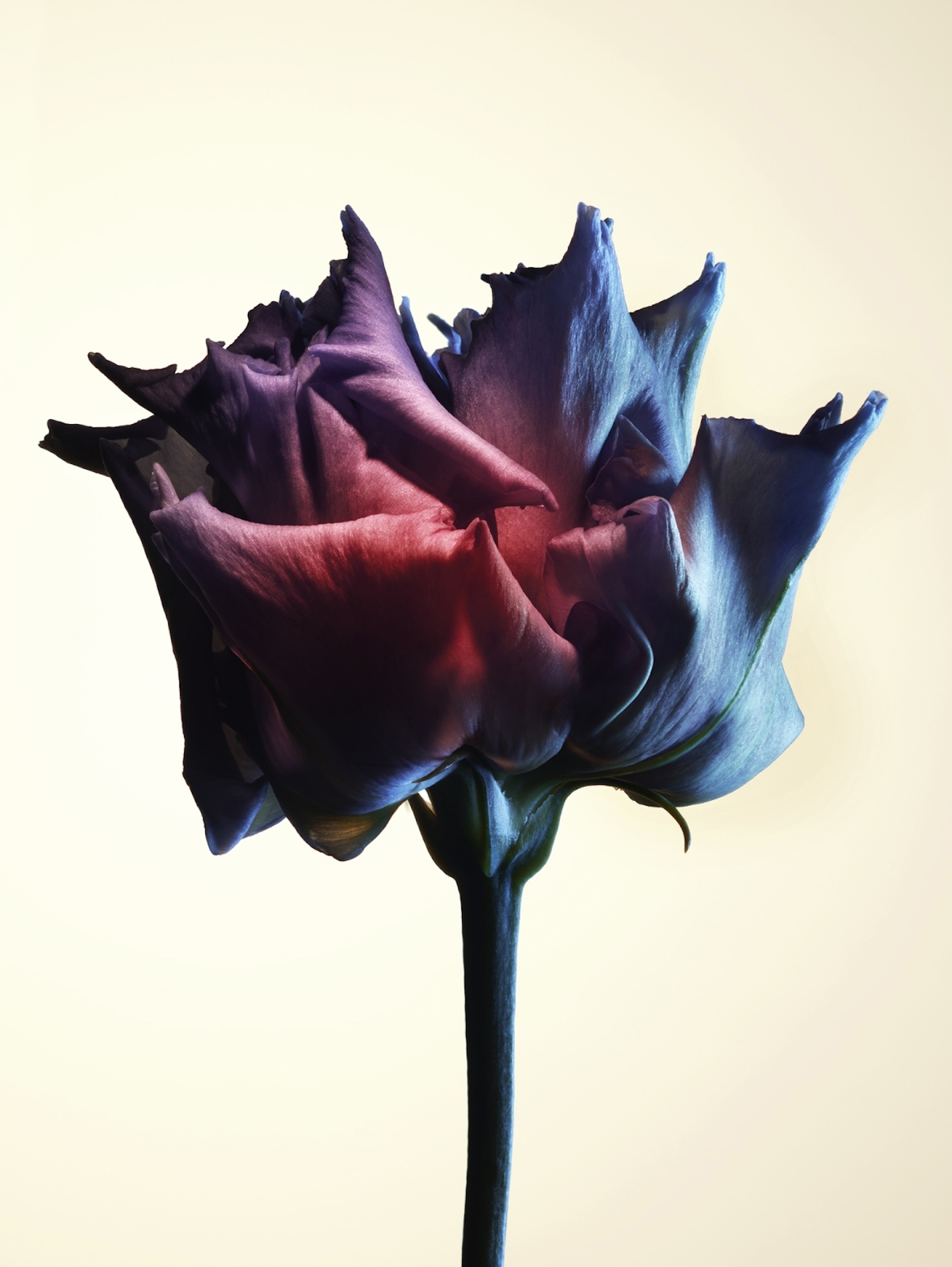 094 Jean Baptiste Degez Flowers Craetive Paris