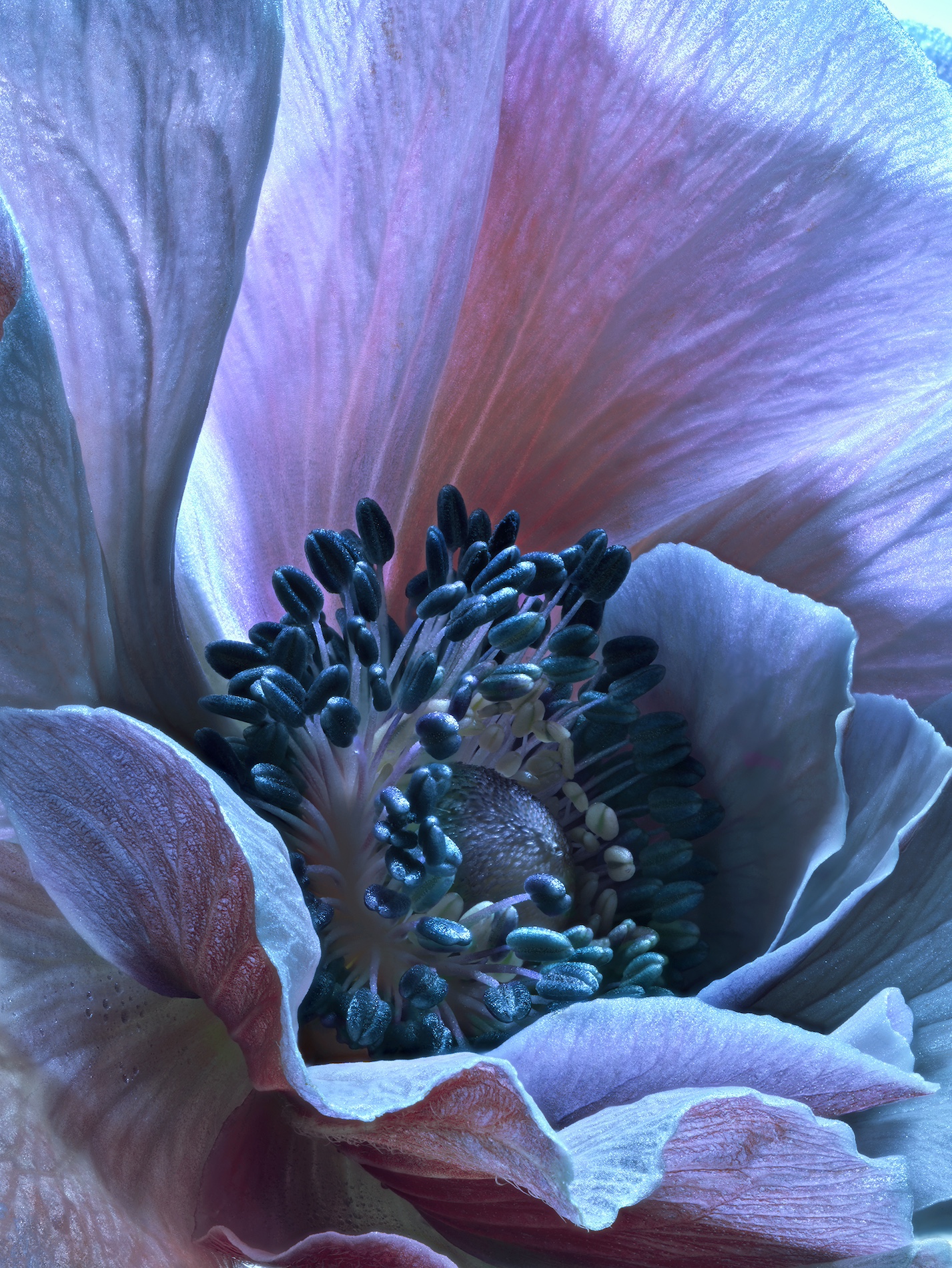 098 Jean Baptiste Degez Flowers Craetive Paris