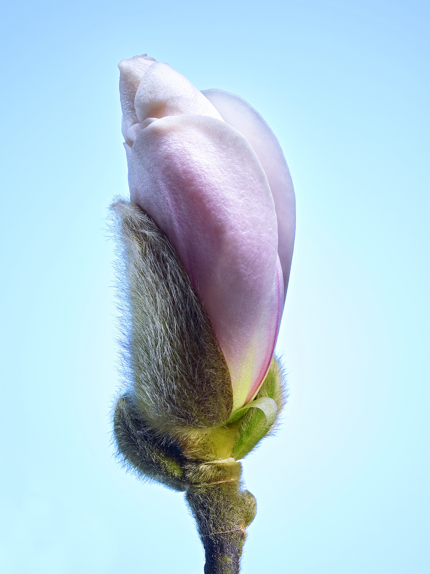 099 Jean Baptiste Degez Flowers Craetive Paris