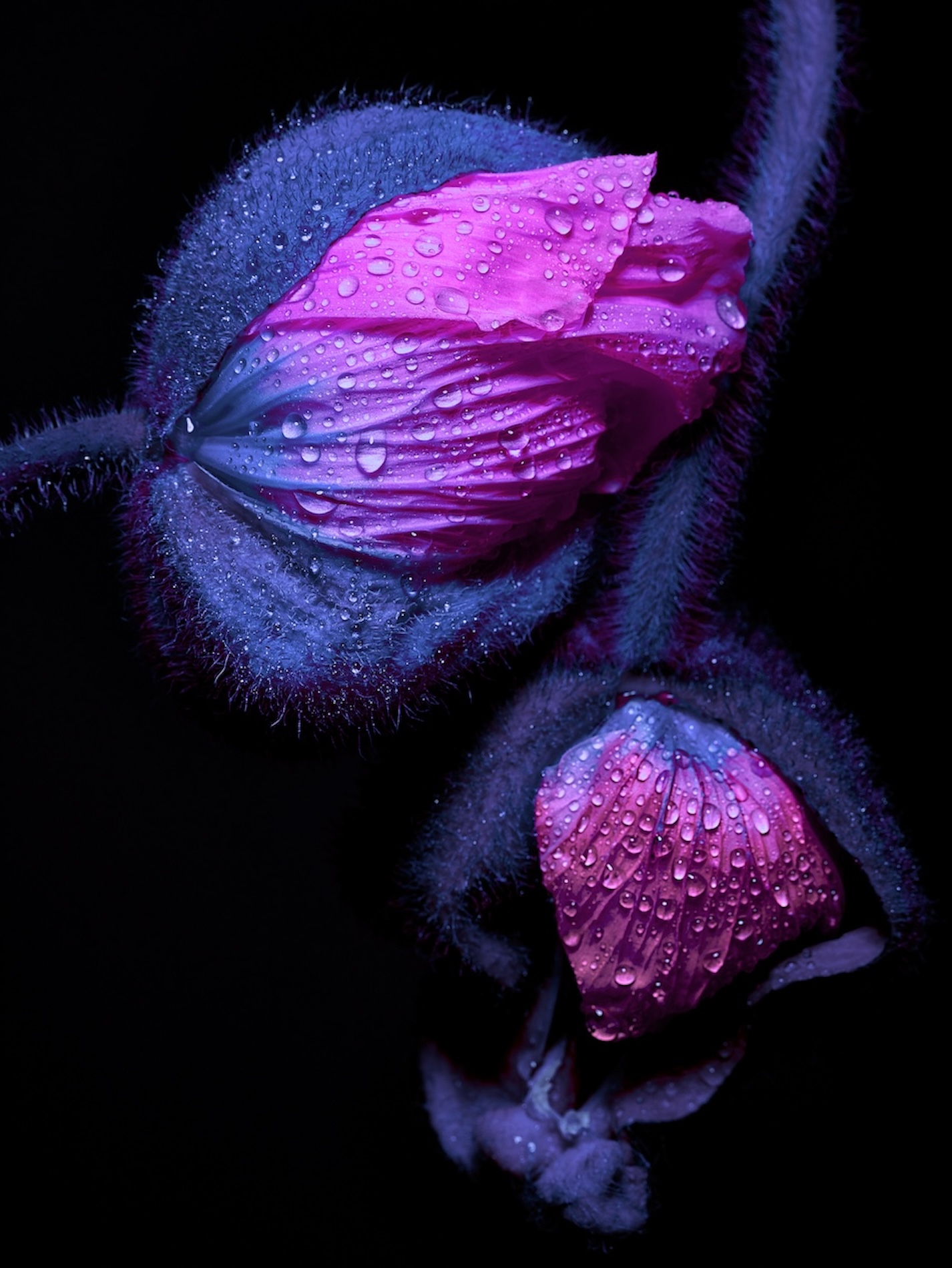 09 Fernando Gomez Craetive Paris Fragrances Flowers