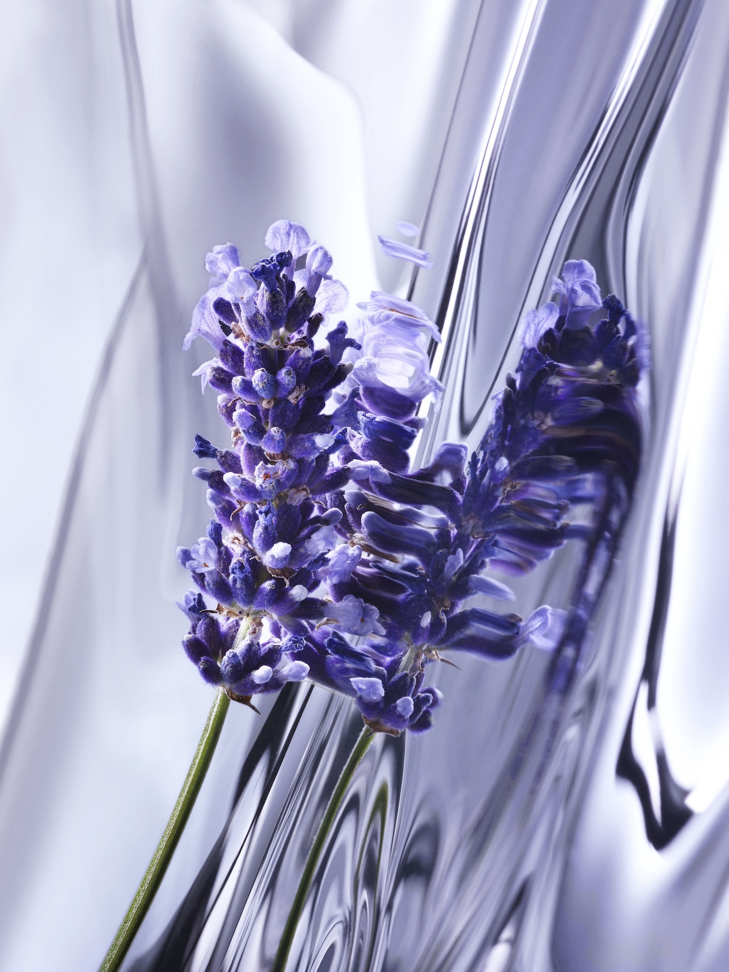 09 Thyrse Craetive Paris Portfolio Infiniment Coty Fragrances 02