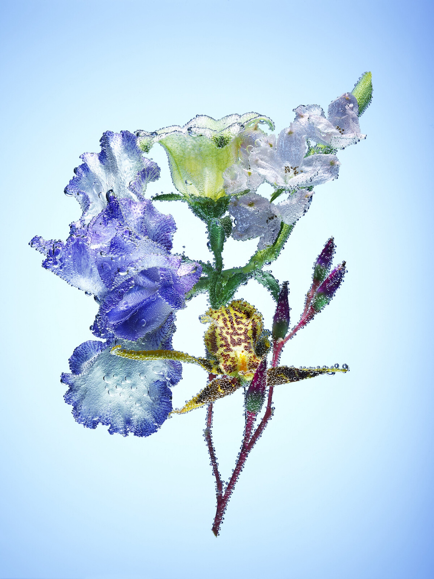 102 Jean Baptiste Degez Flowers Craetive Paris