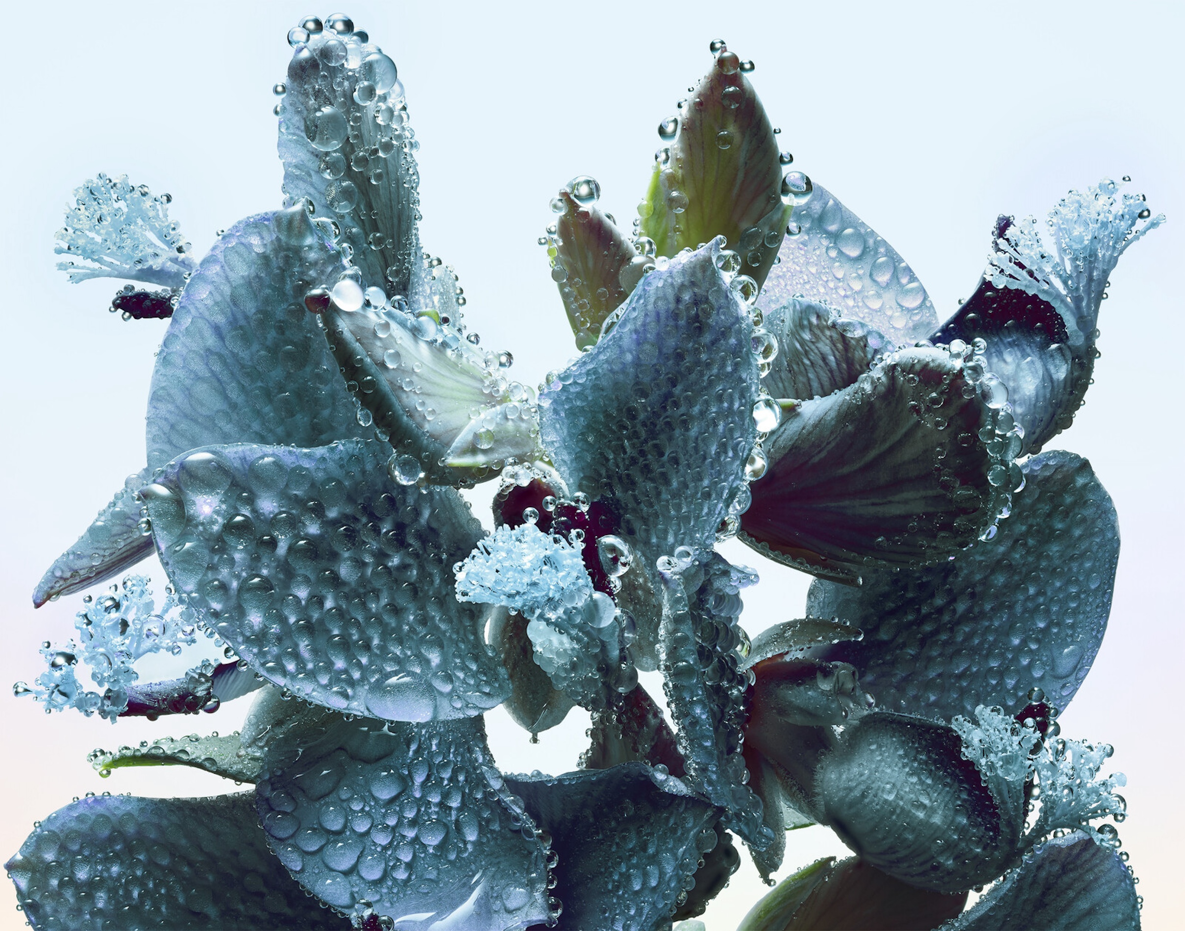 105 Jean Baptiste Degez Flowers Craetive Paris