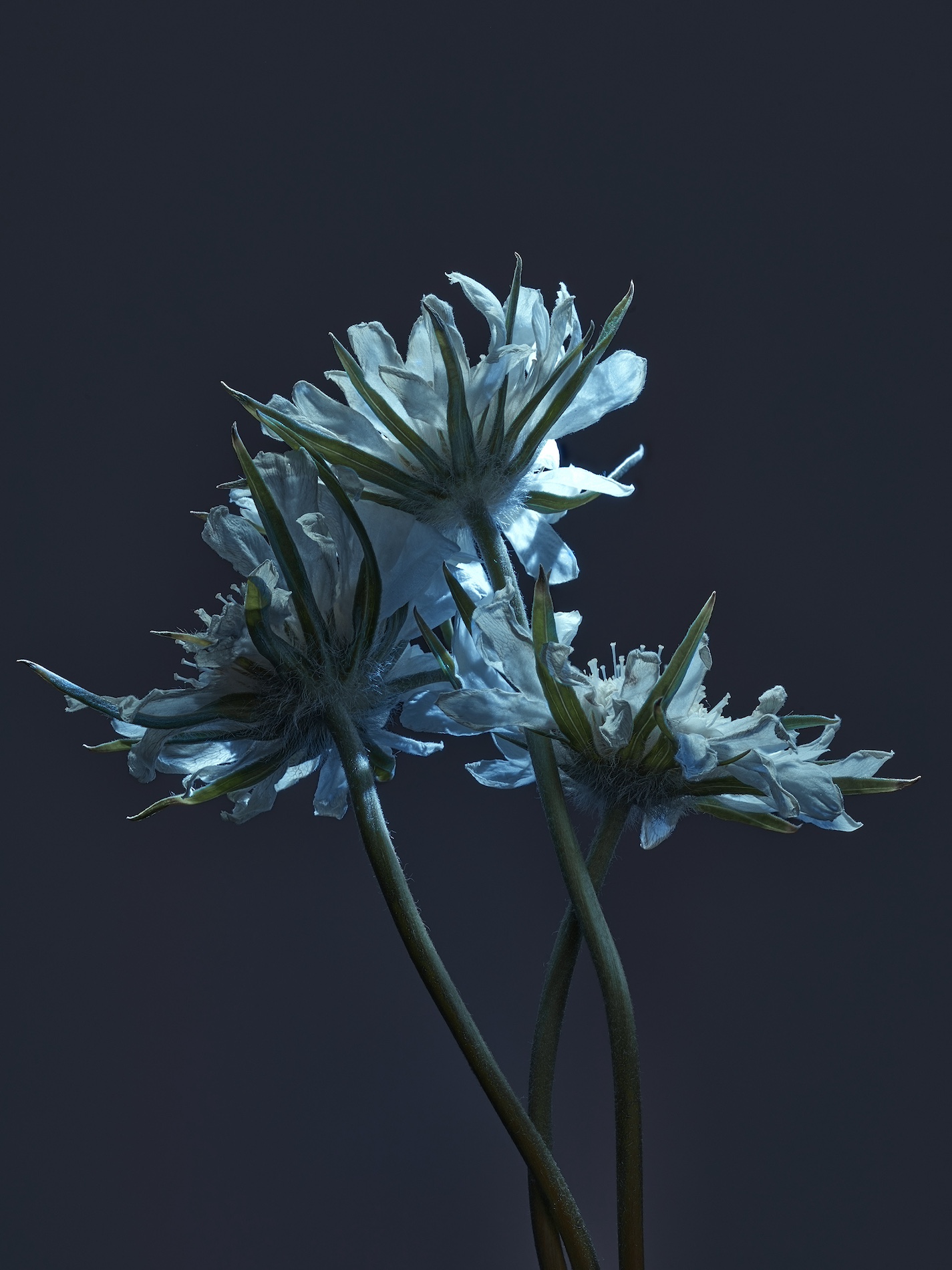 107 Jean Baptiste Degez Flowers Craetive Paris