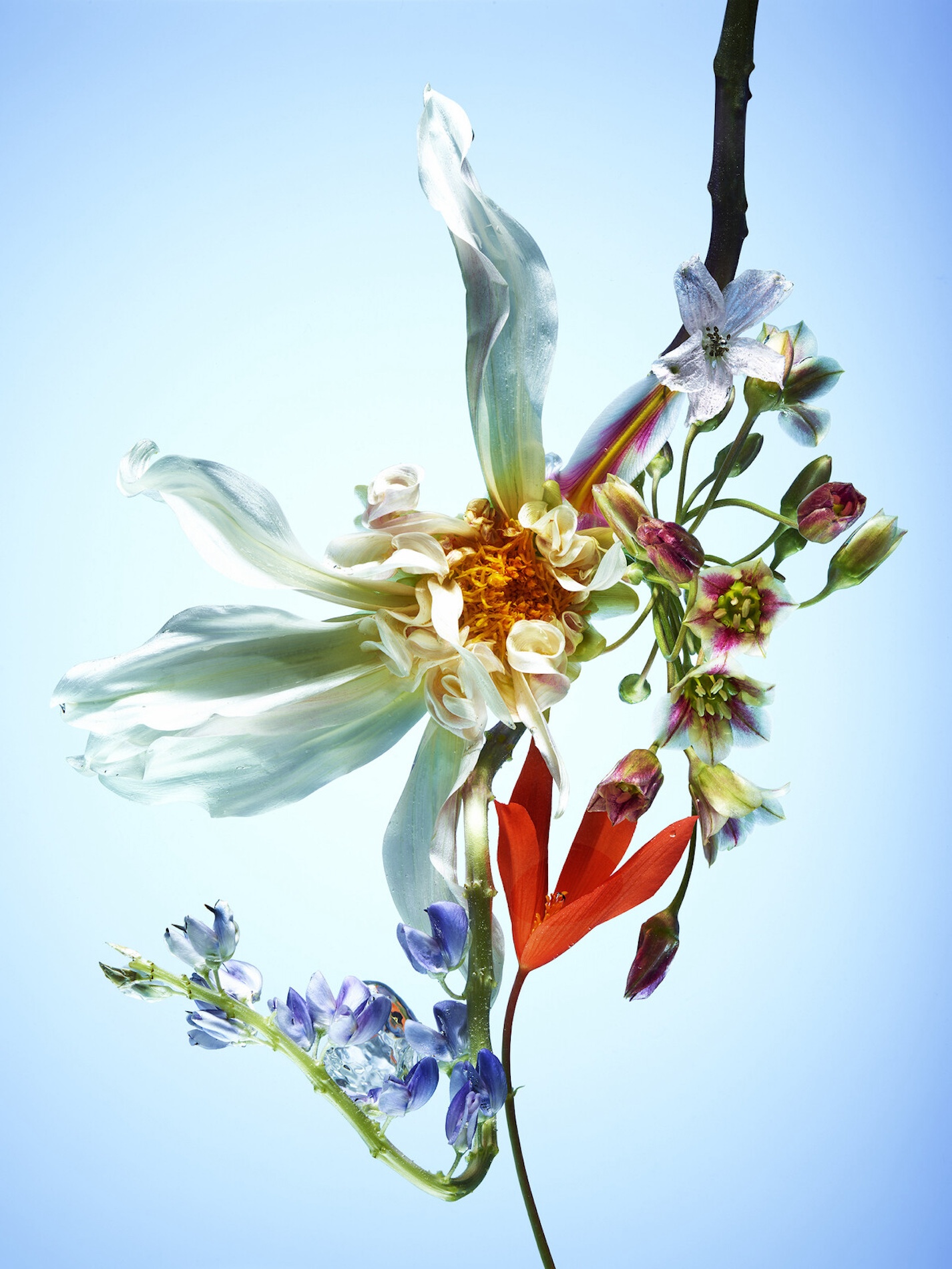 108 Jean Baptiste Degez Flowers Craetive Paris