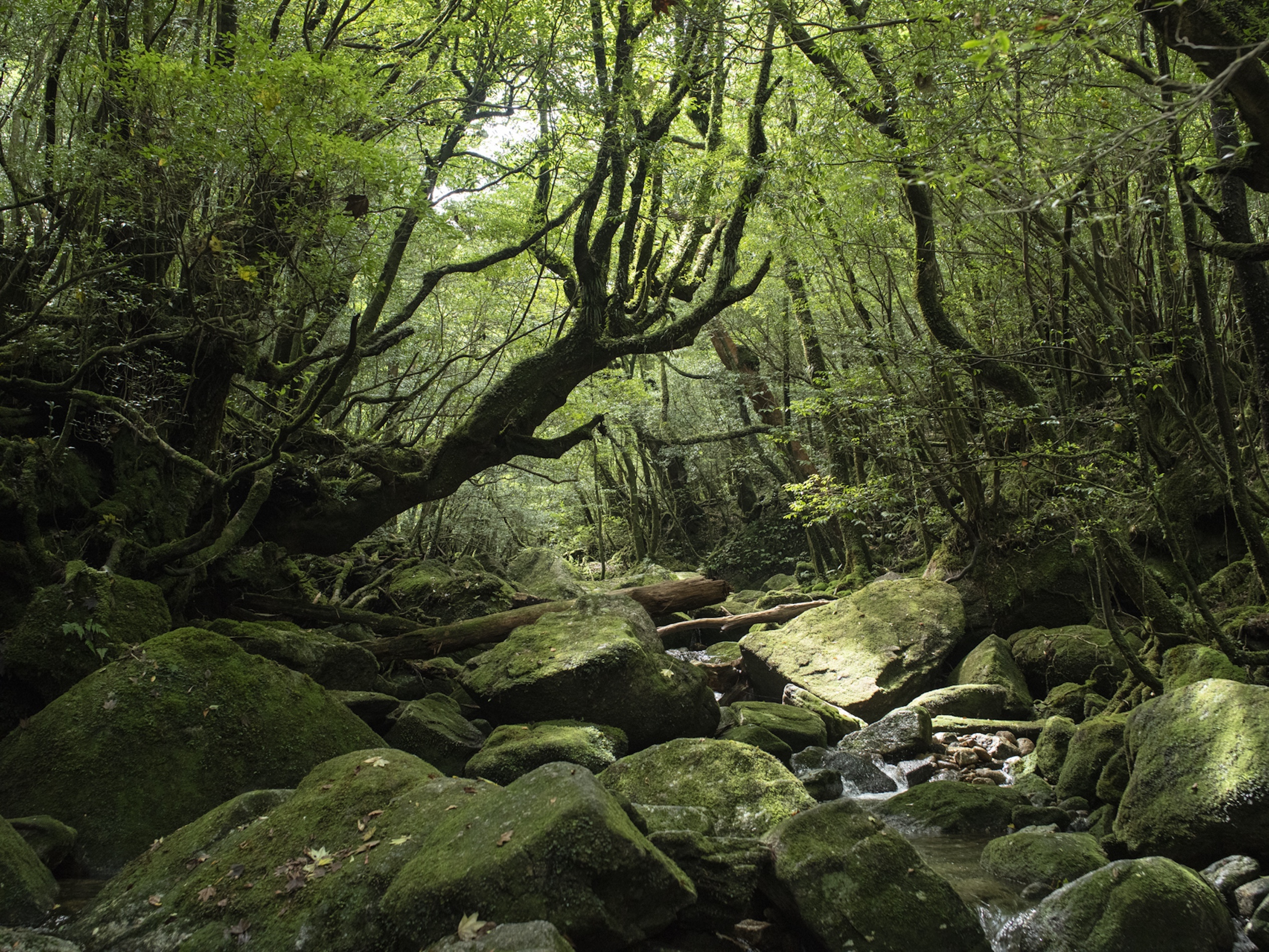 10 JEAN BAPTISTE DEGEZ LANDSCAPES CRAETIVE PARIS JAPAN 2