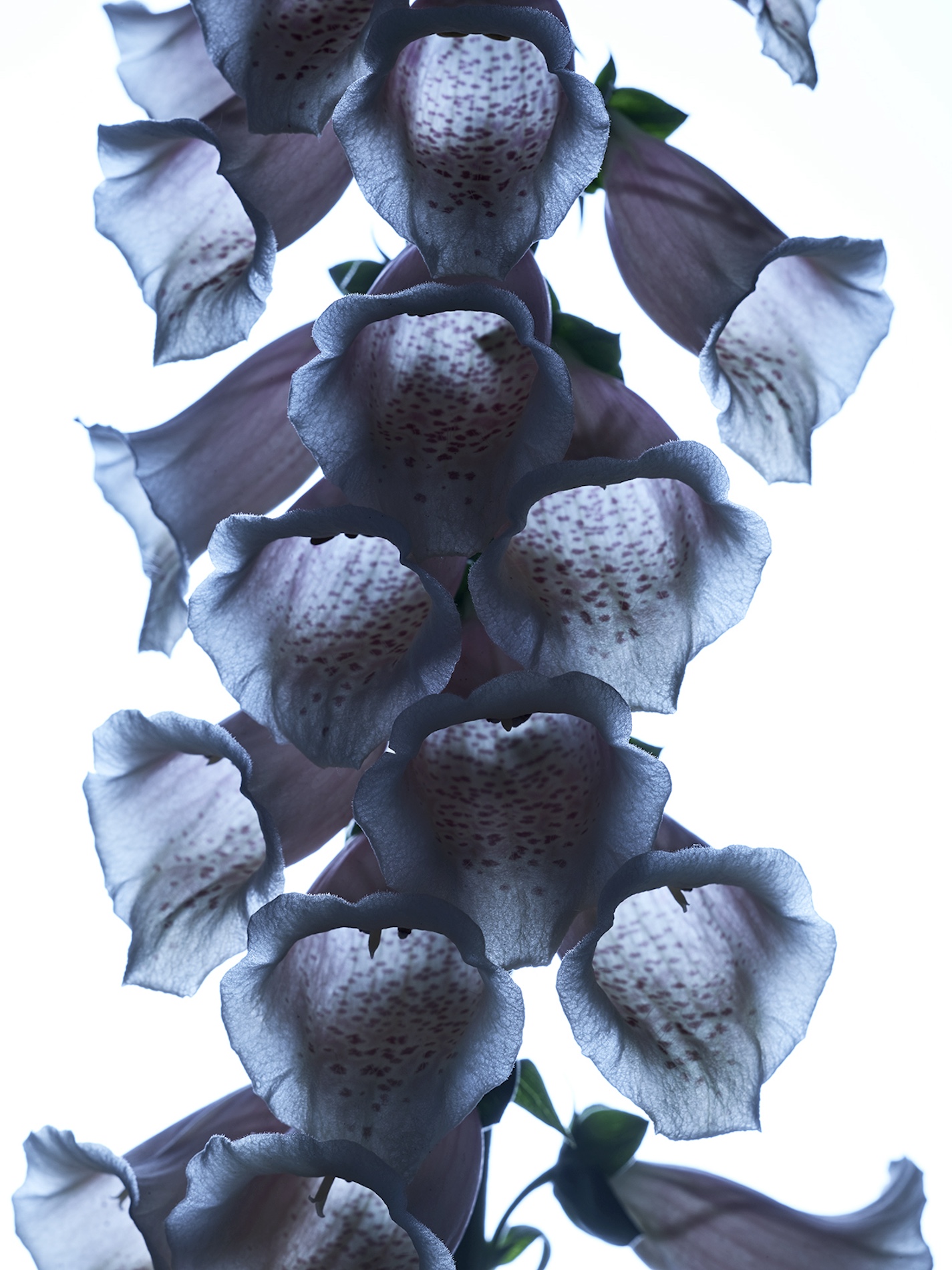 111 Jean Baptiste Degez Flowers Craetive Paris