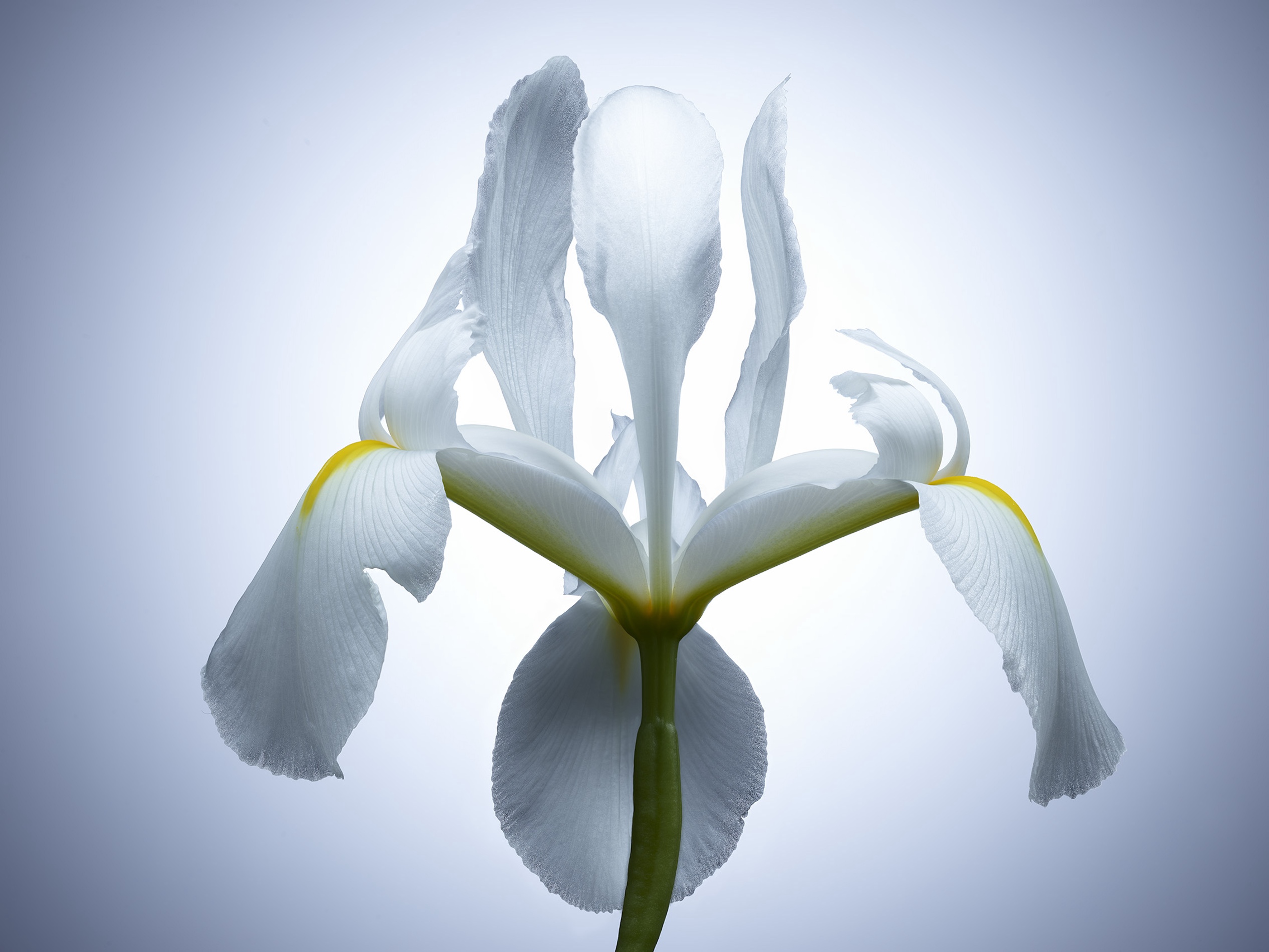 112 Jean Baptiste Degez Flowers Craetive Paris