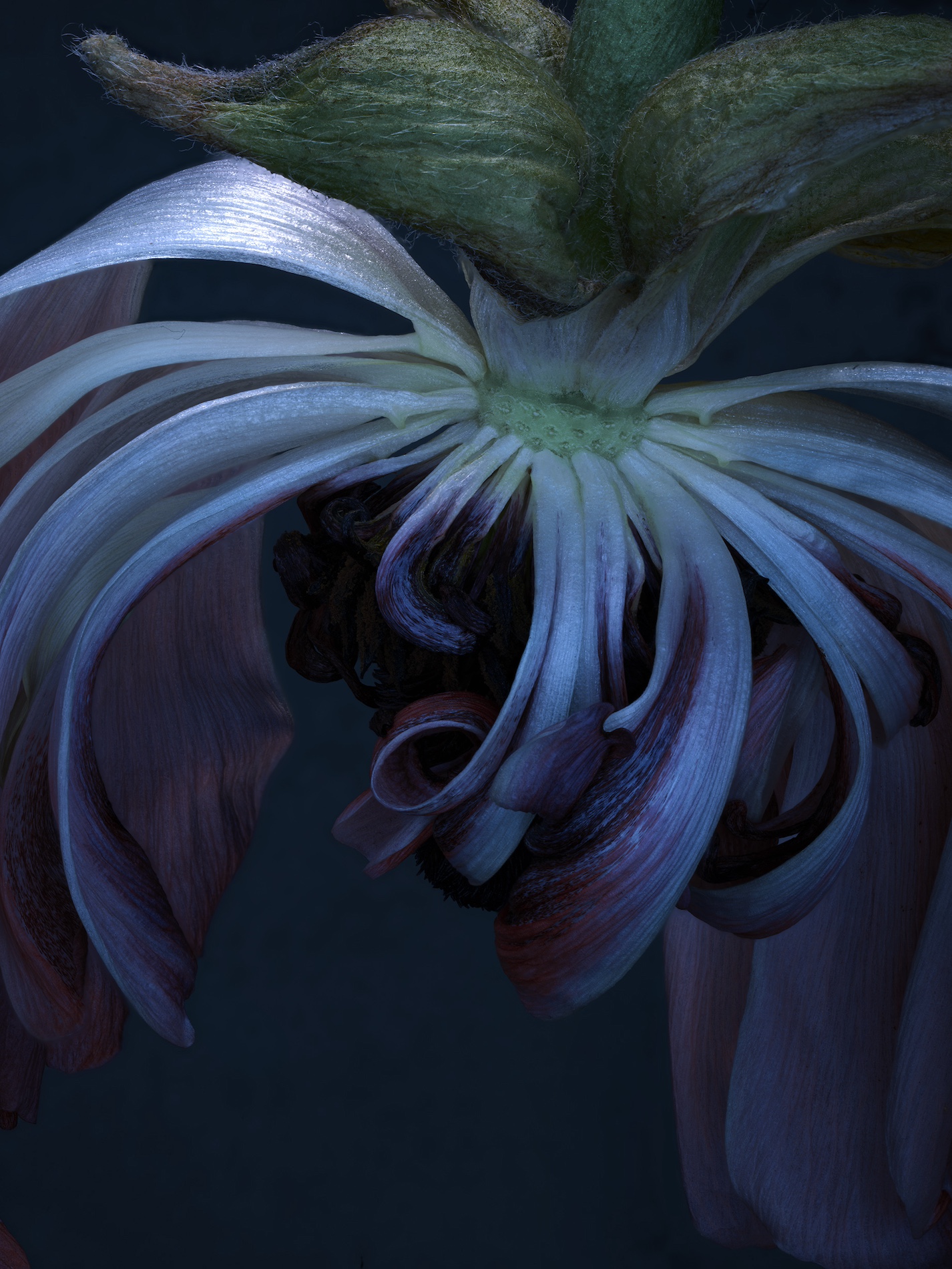 113 Jean Baptiste Degez Flowers Craetive Paris