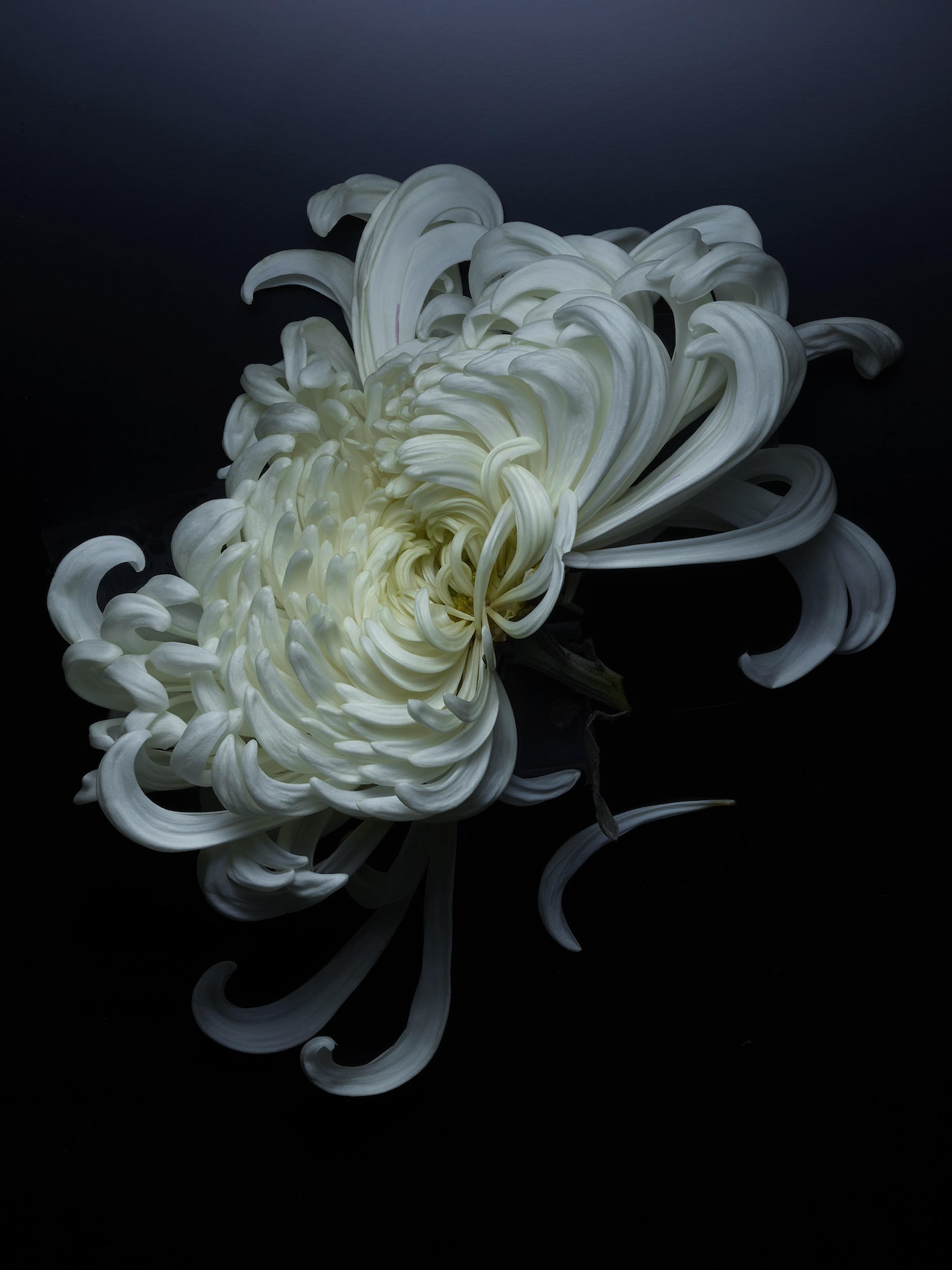 114 Jean Baptiste Degez Flowers Craetive Paris