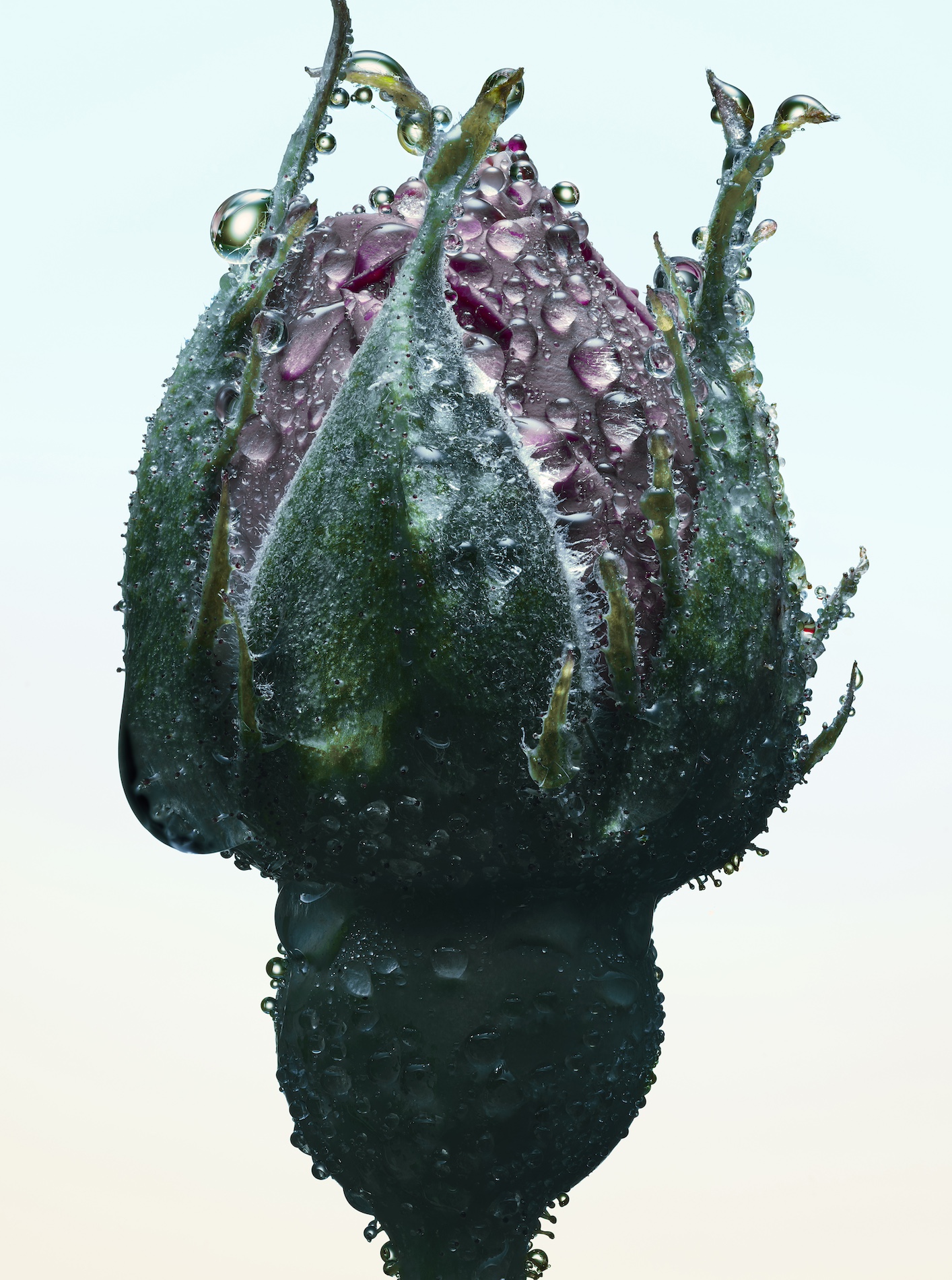 115 Jean Baptiste Degez Flowers Craetive Paris