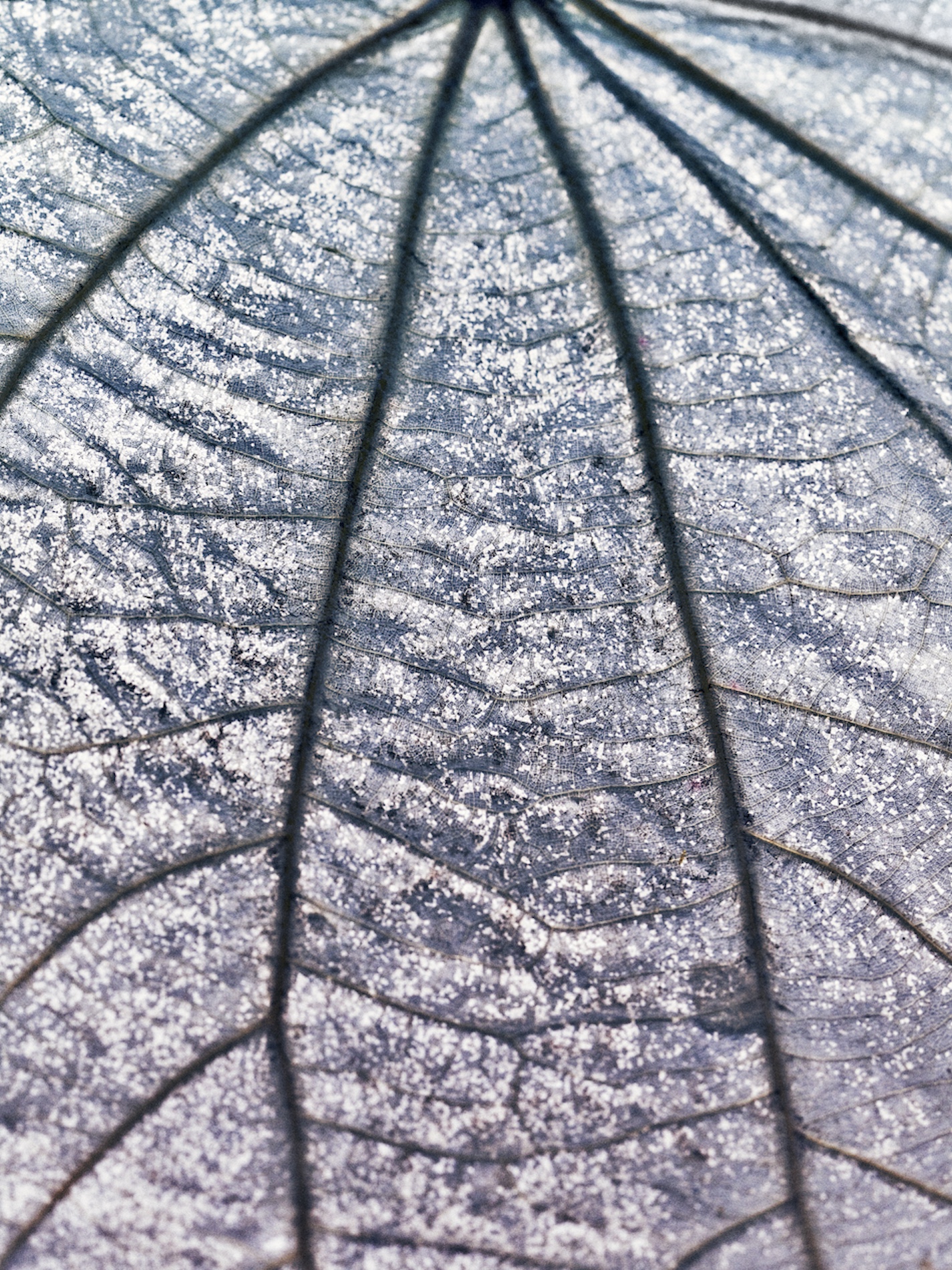 118 Fernando Gomez Craetive Paris Bold Make Up