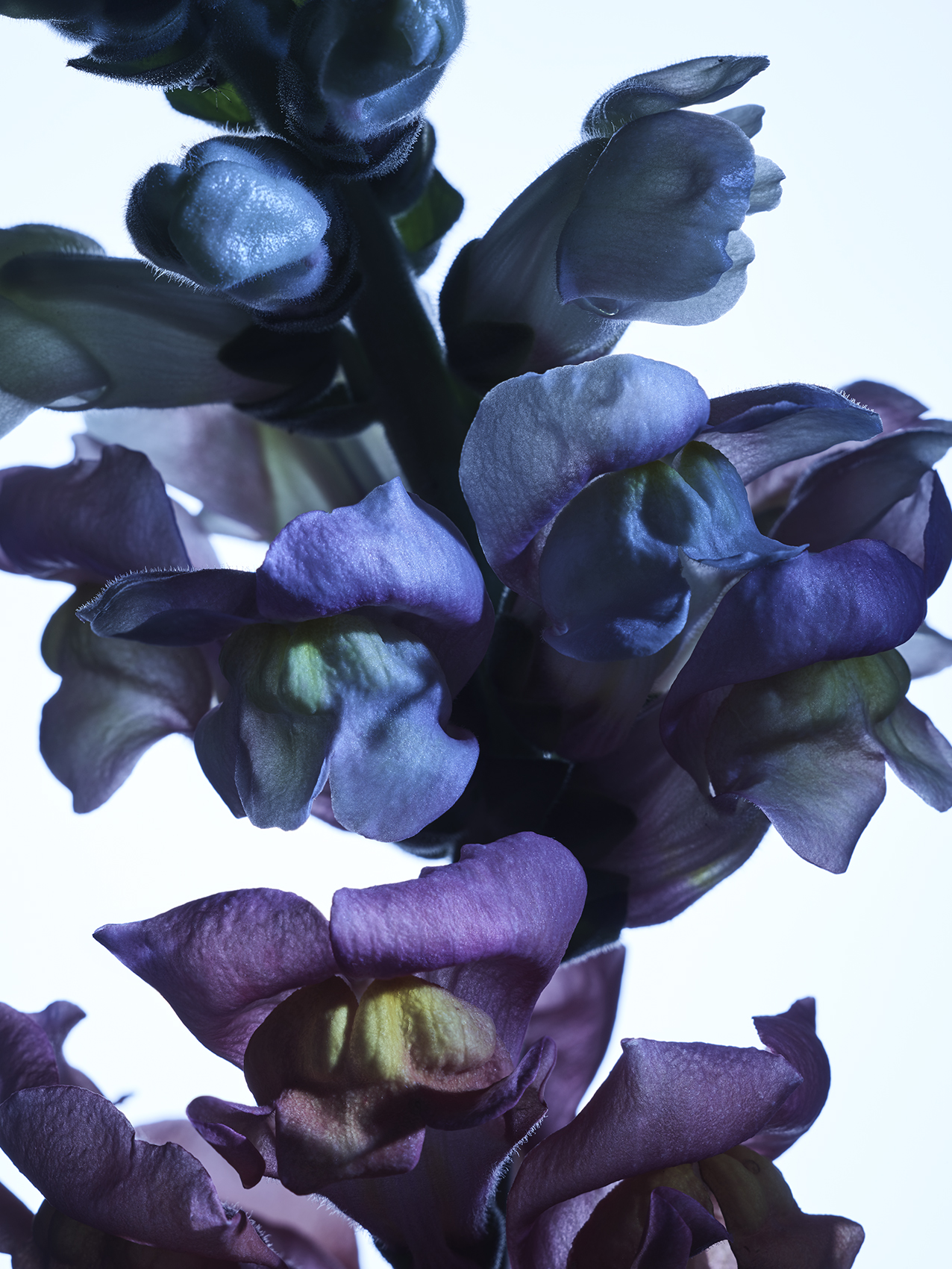 119 Jean Baptiste Degez Flowers Craetive Paris