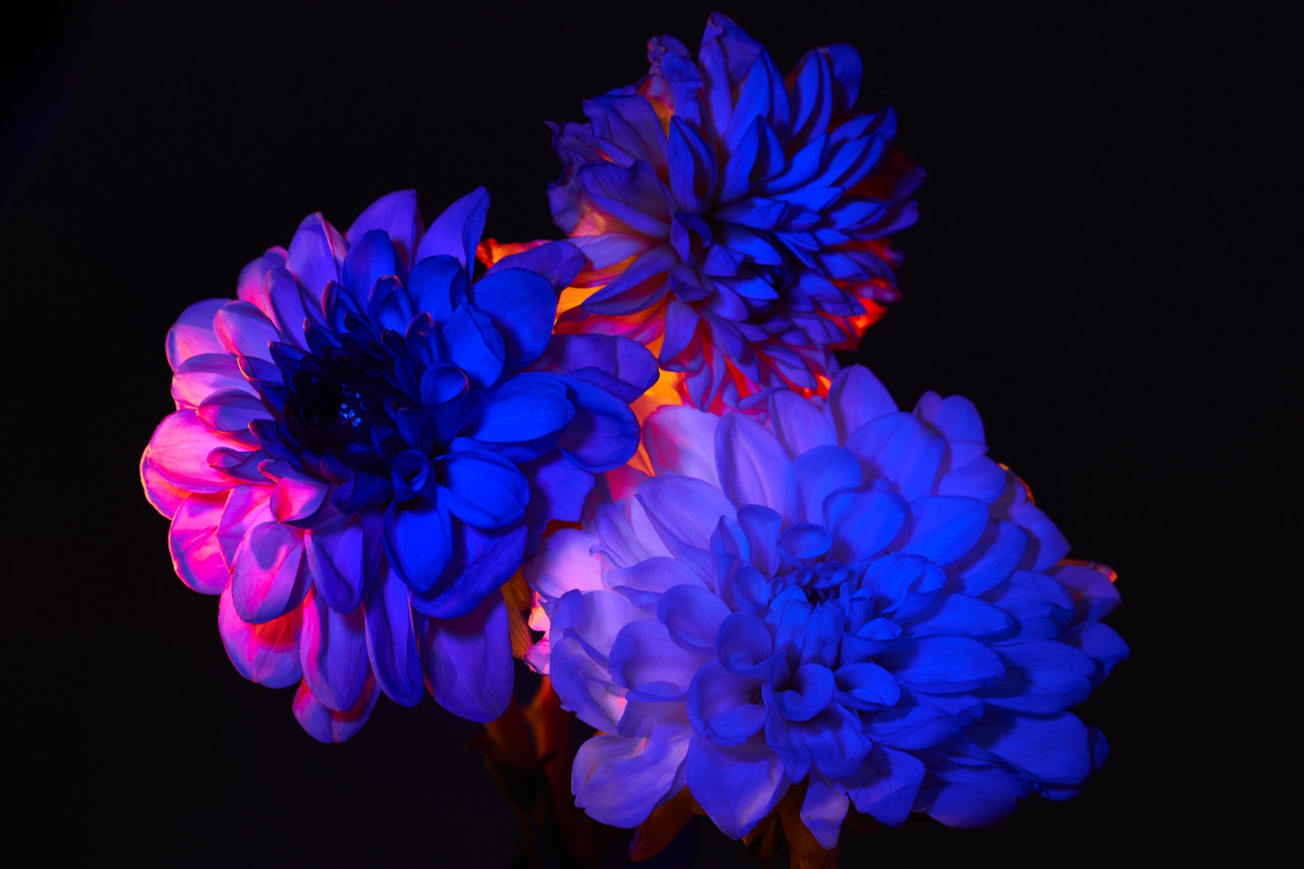 12 Fernando Gomez Craetive Paris Fragrances Flowers