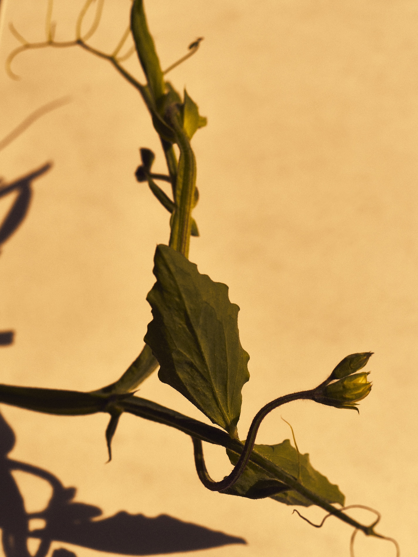 13 Fernando Gomez Craetive Paris Beauty Suncare