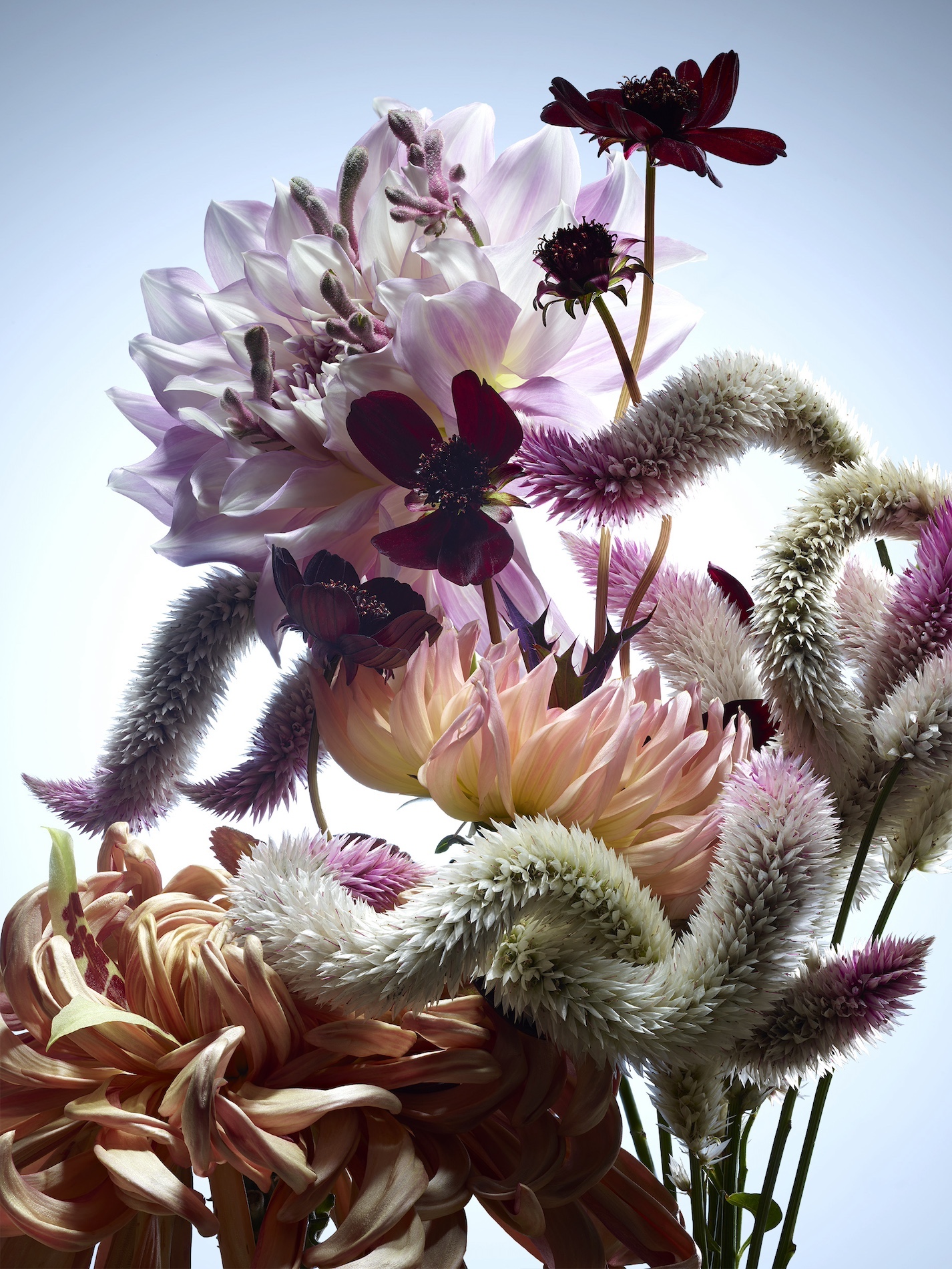 14 Thyrse Craetive Paris Portfolio Jean Baptiste Degez V06