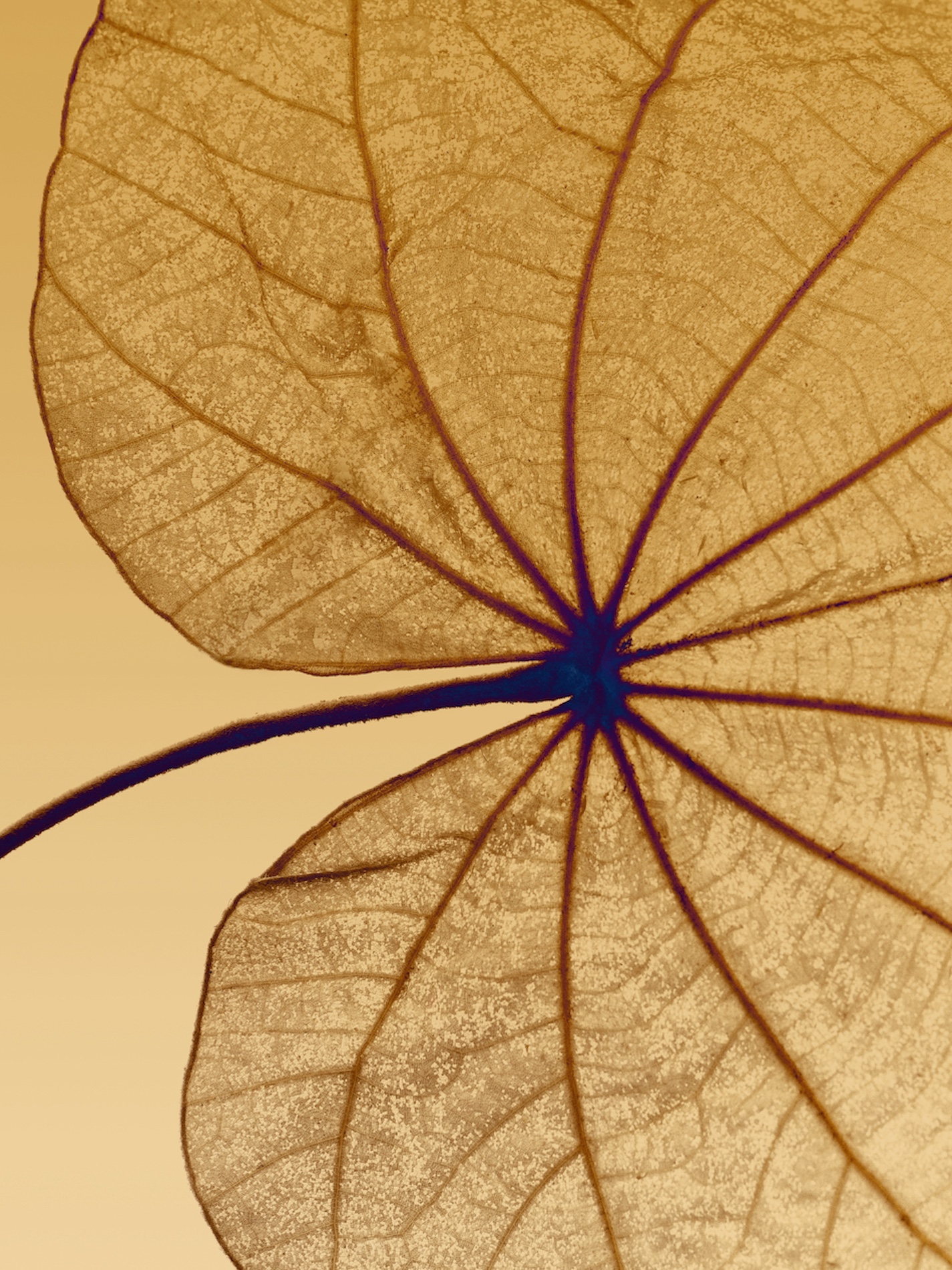 16 Fernando Gomez Craetive Paris Beauty Suncare