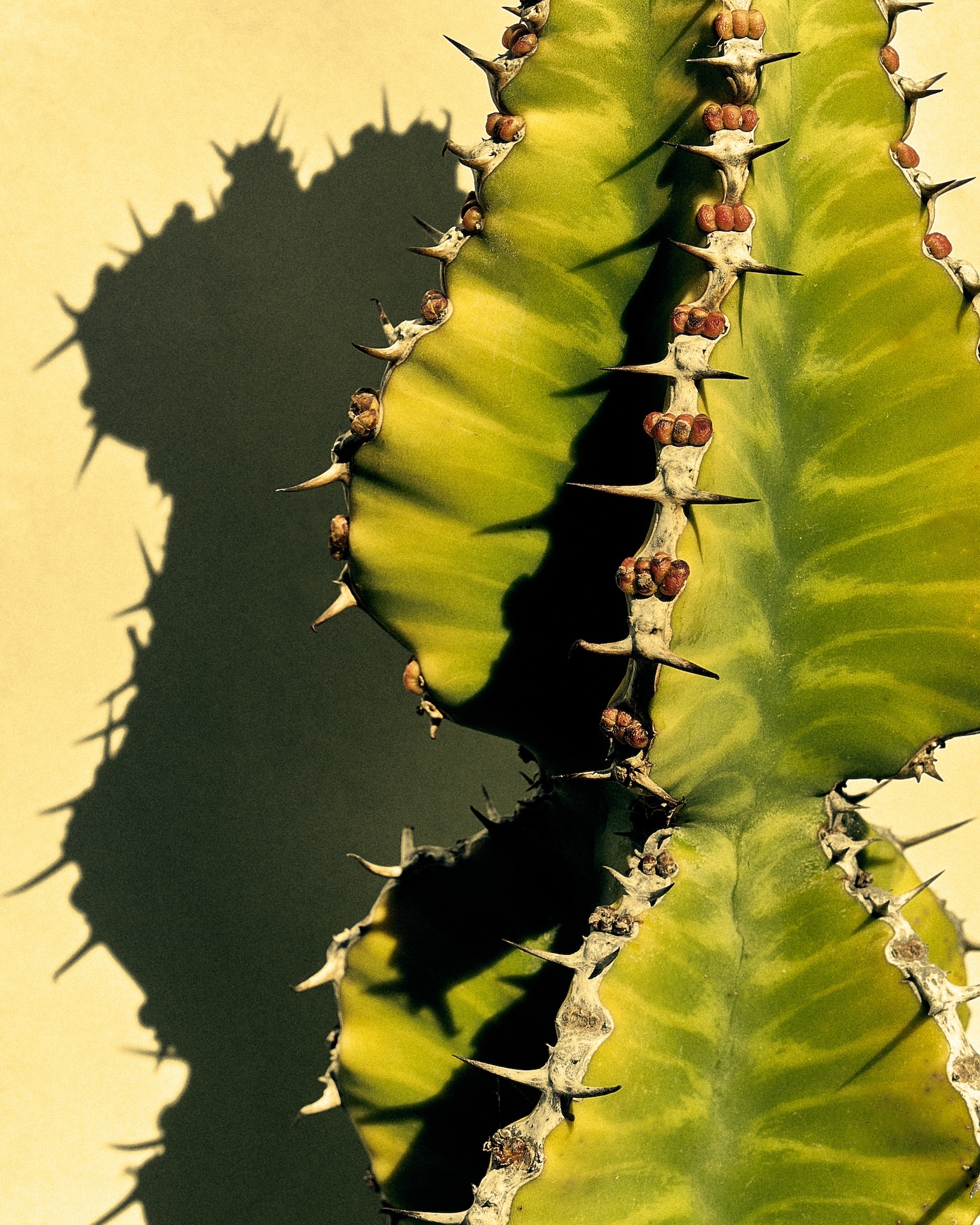 17 Fernando Gomez Craetive Paris Beauty Suncare