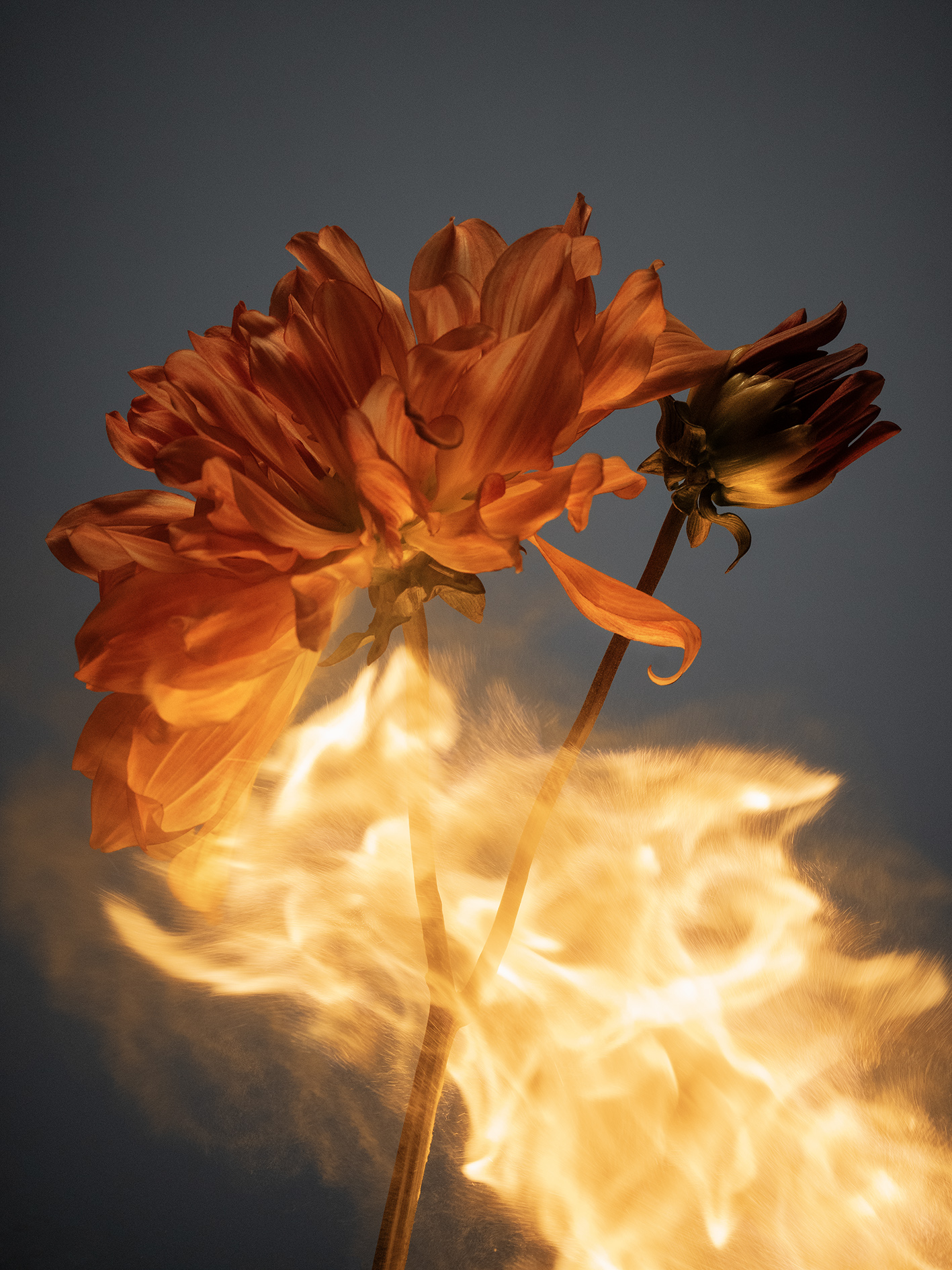 17 Jean Baptiste Degez Pauline Choffe Thyrse Craetive Paris Flames Fragrance FlowersStory