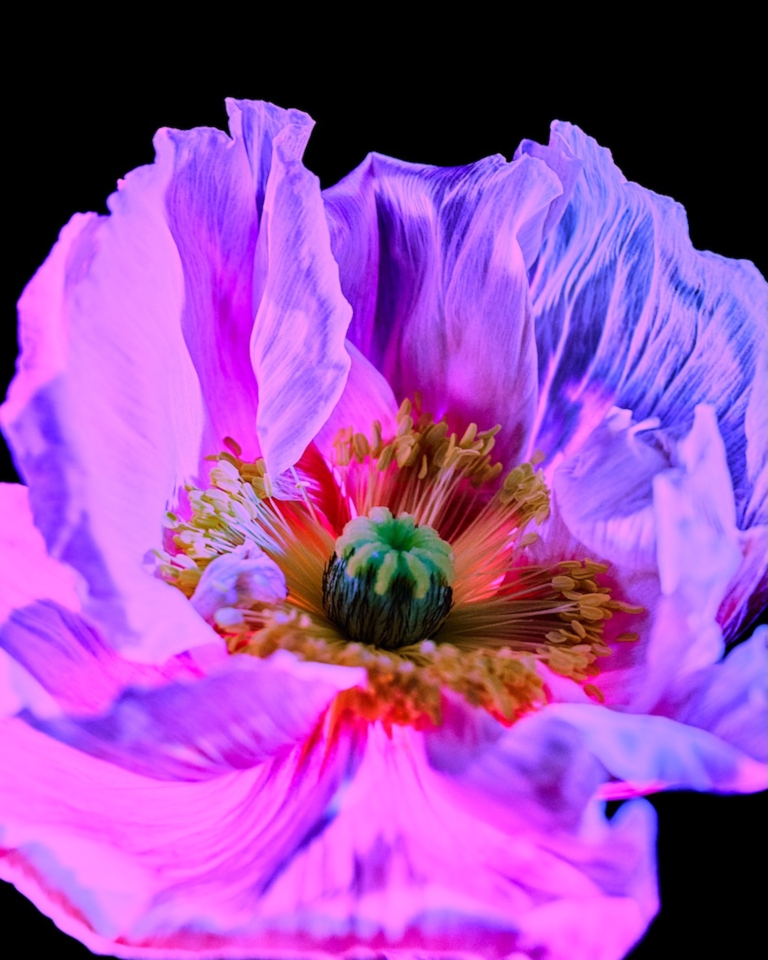 18 Fernando Gomez Craetive Paris Fragrances Flowers