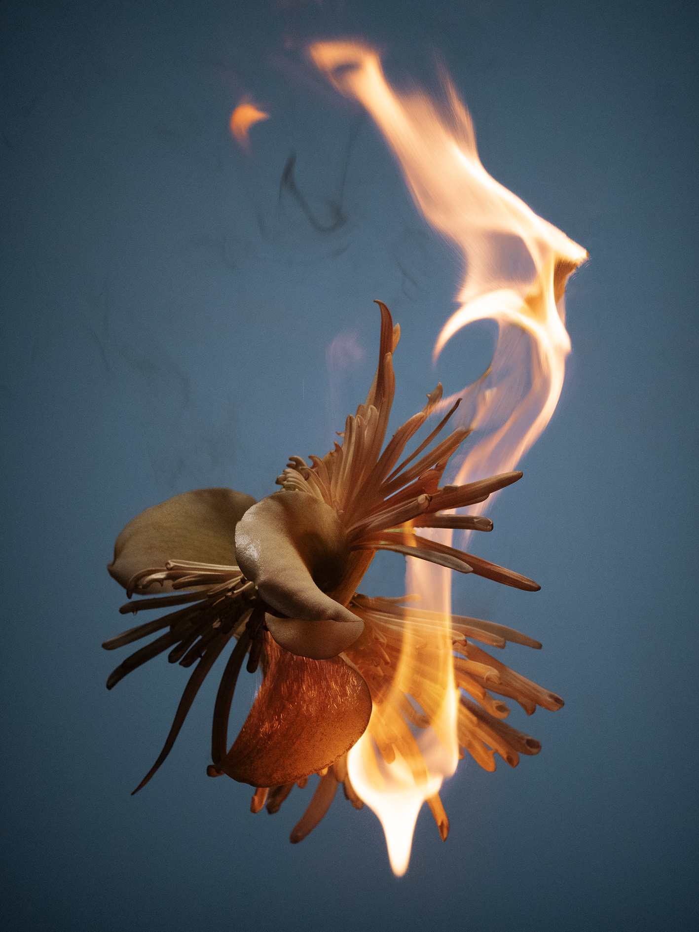 21 Jean Baptiste Degez Pauline Choffe Thyrse Craetive Paris Flames Fragrance FlowersStory