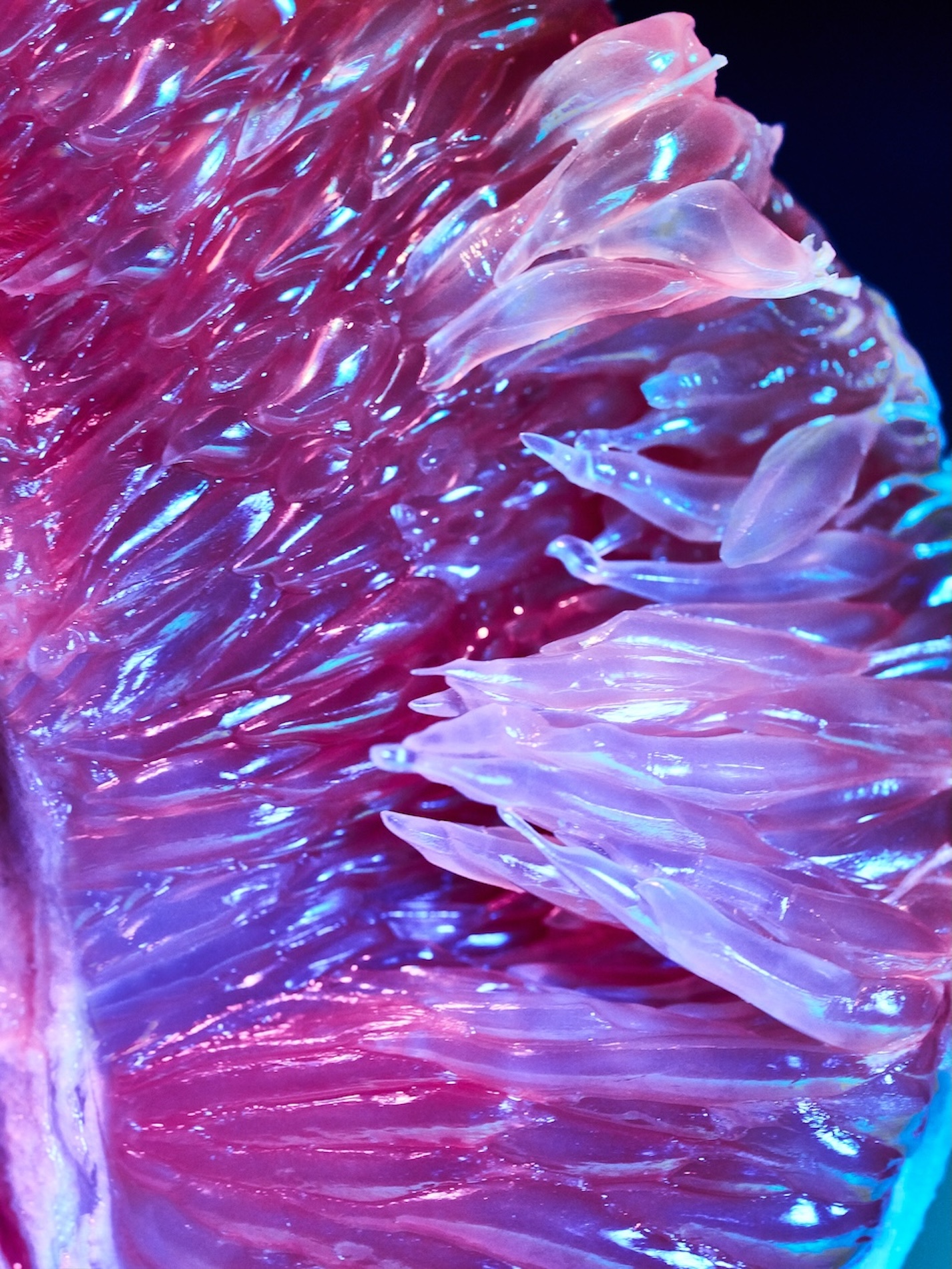 22 Fernando Gomez Craetive Paris Fragrances Flowers