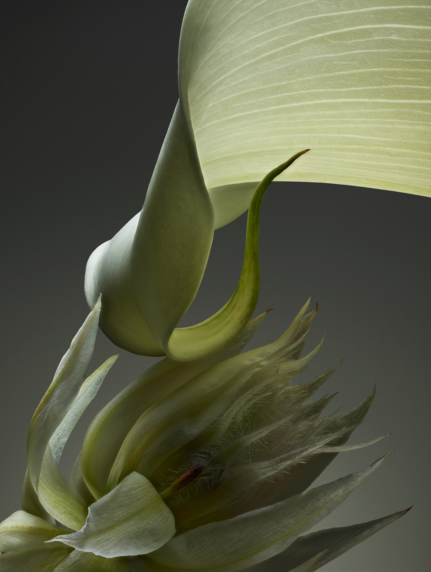 24 Thyrse Craetive Paris Portfolio Jean Baptiste Degez V04