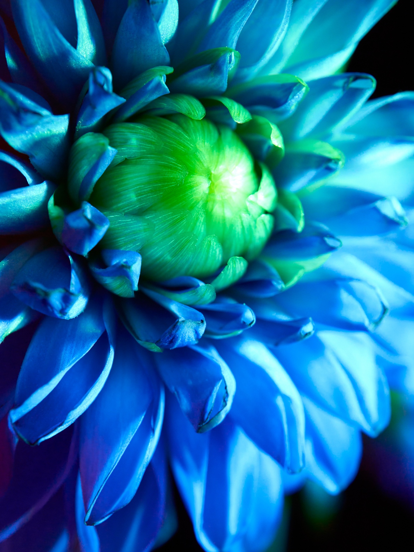 27 Fernando Gomez Craetive Paris Fragrances Flowers