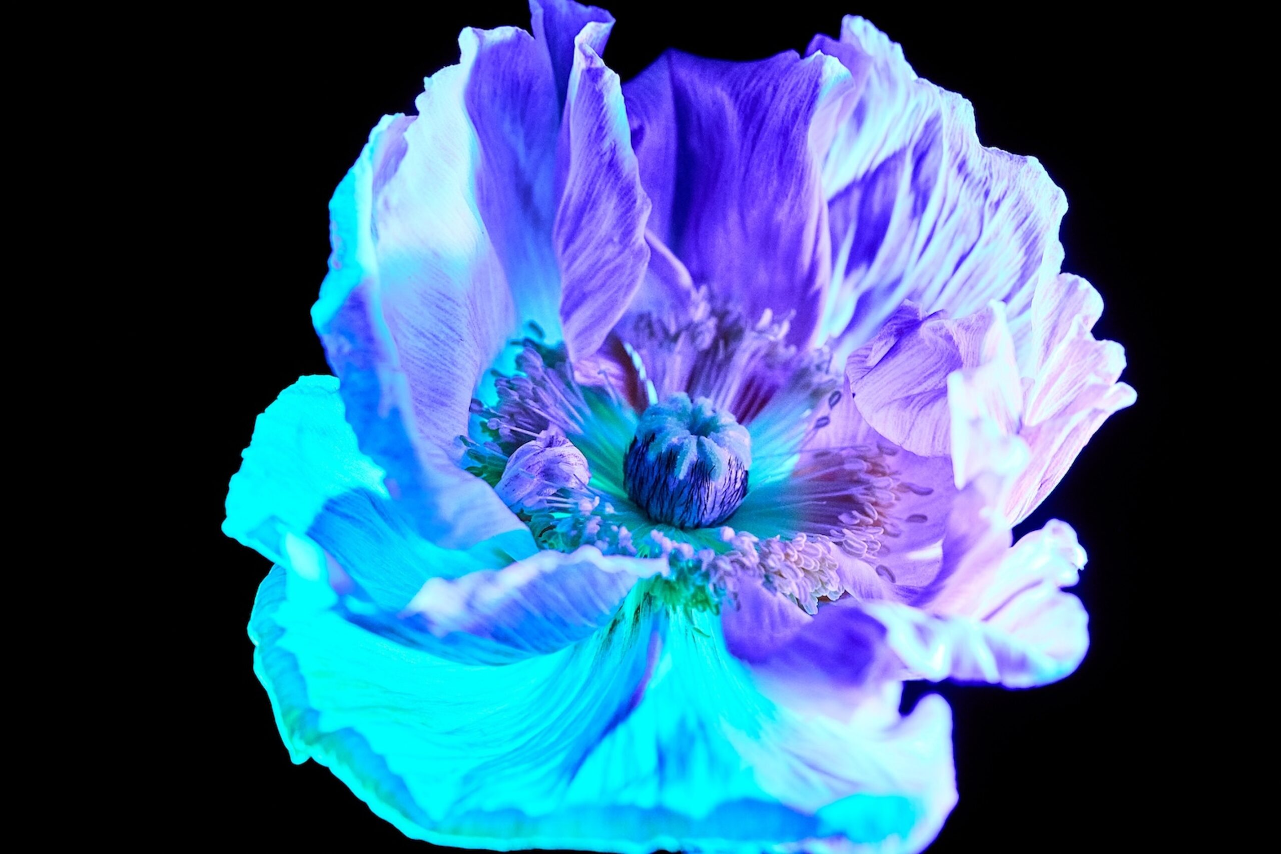 29 Fernando Gomez Craetive Paris Fragrances Flowers