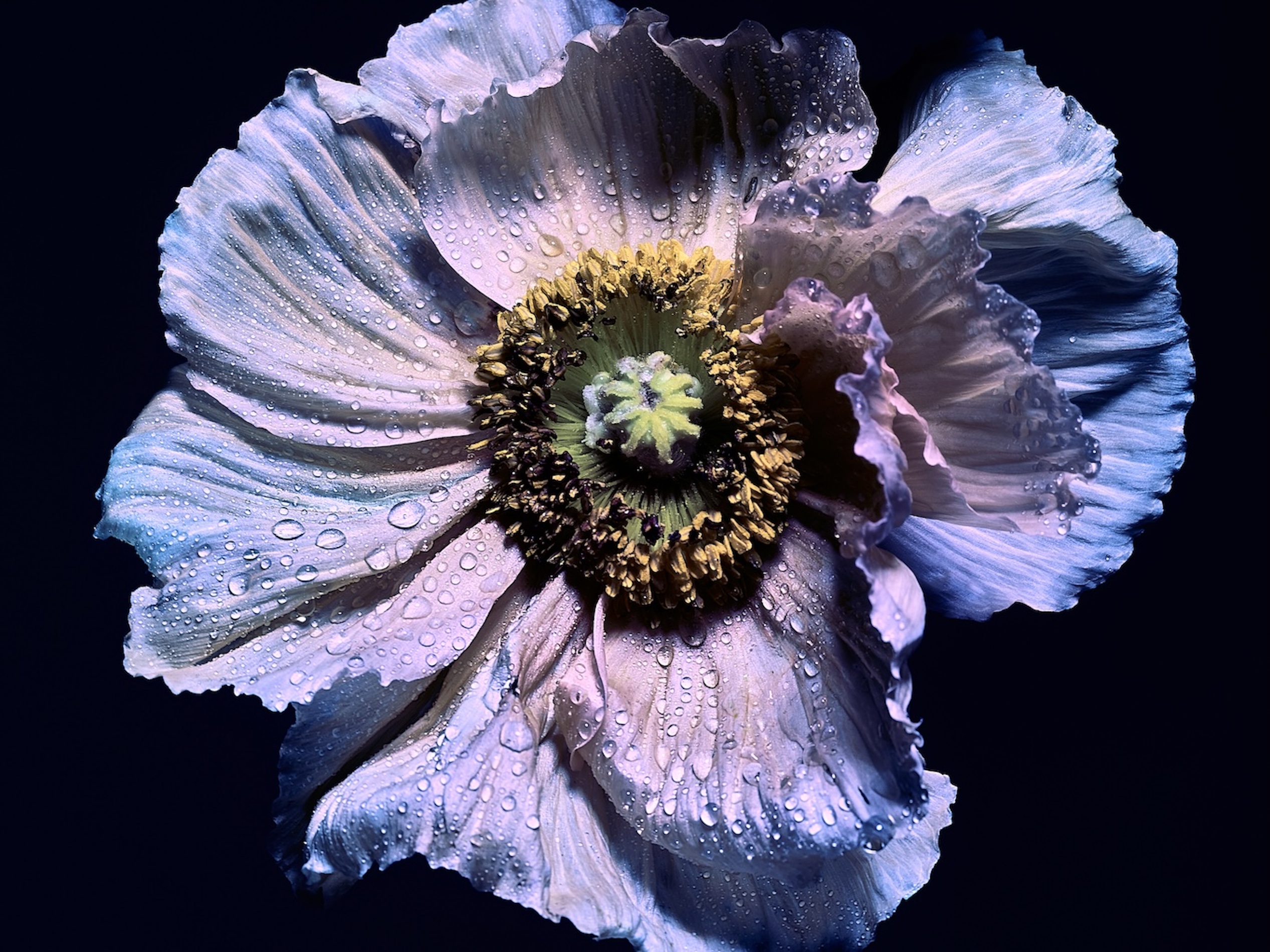 31 Fernando Gomez Craetive Paris Fragrances Flowers