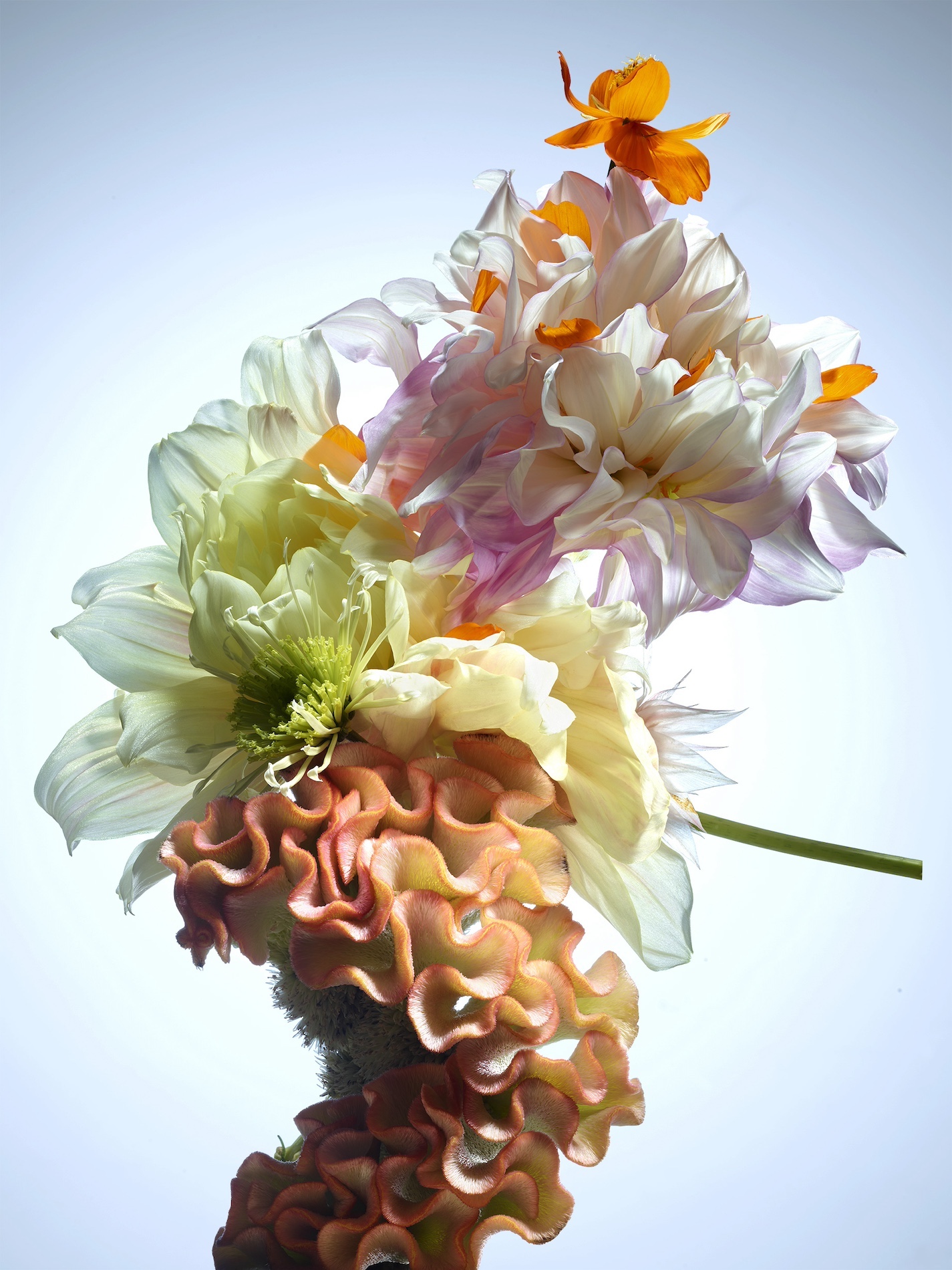 33 Thyrse Craetive Paris Portfolio Jean Baptiste Degez 01