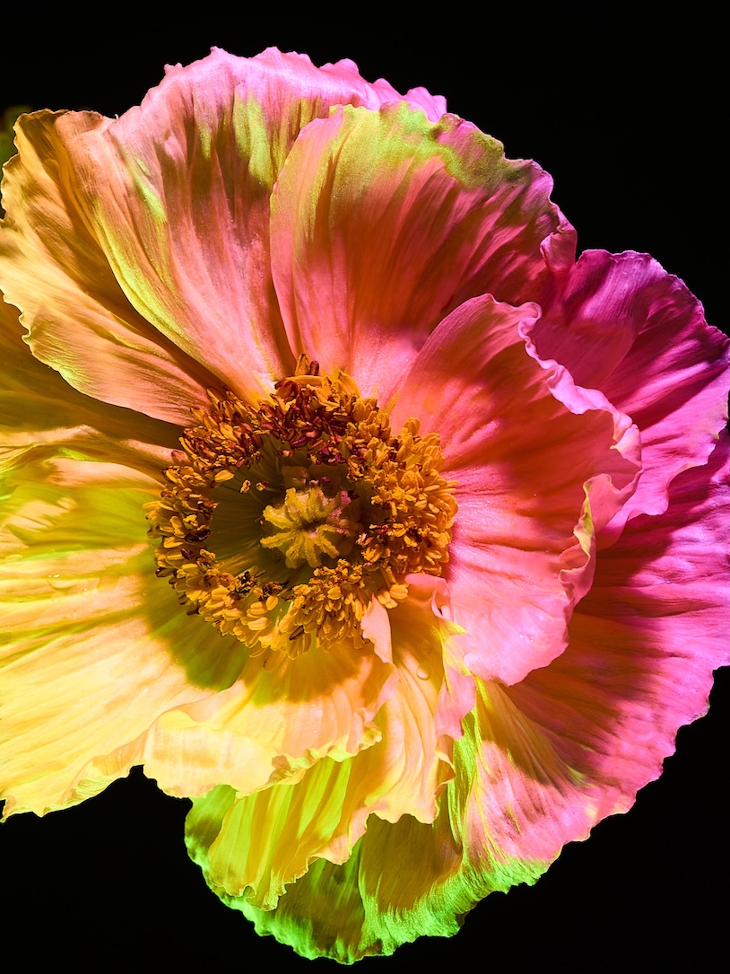 35 Fernando Gomez Craetive Paris Fragrances Flowers