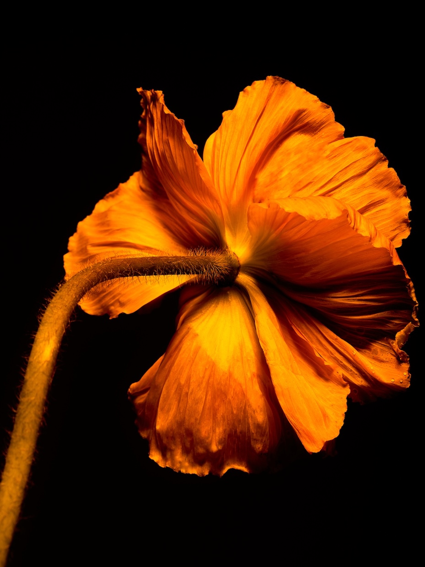 42 Fernando Gomez Craetive Paris Fragrances Flowers