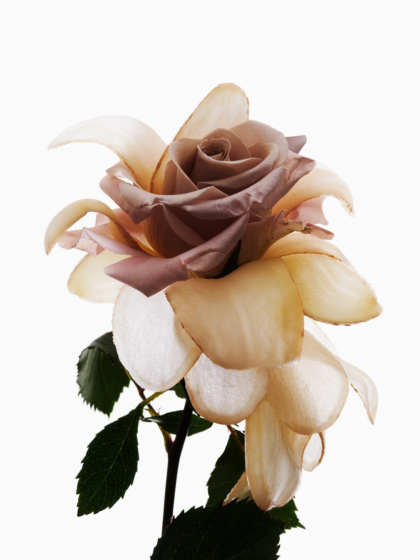 44 Thyrse Craetive Paris Portfolio L Hybrids 06