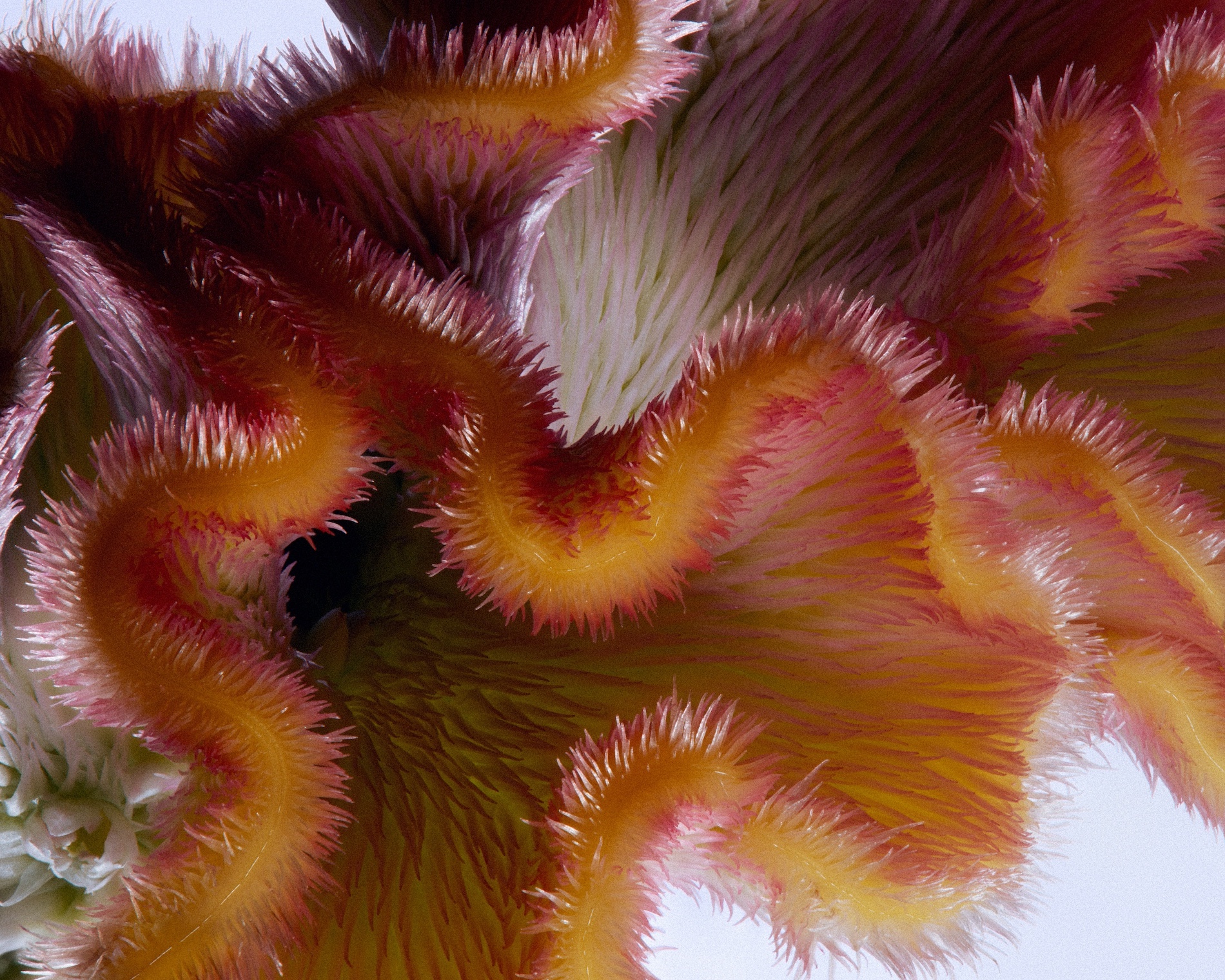 45 Thyrse Craetive Paris Portfolio BO Compositions 02