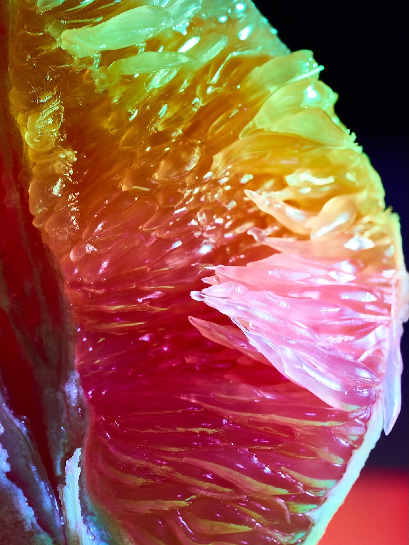 46 Fernando Gomez Craetive Paris Fragrances Flowers