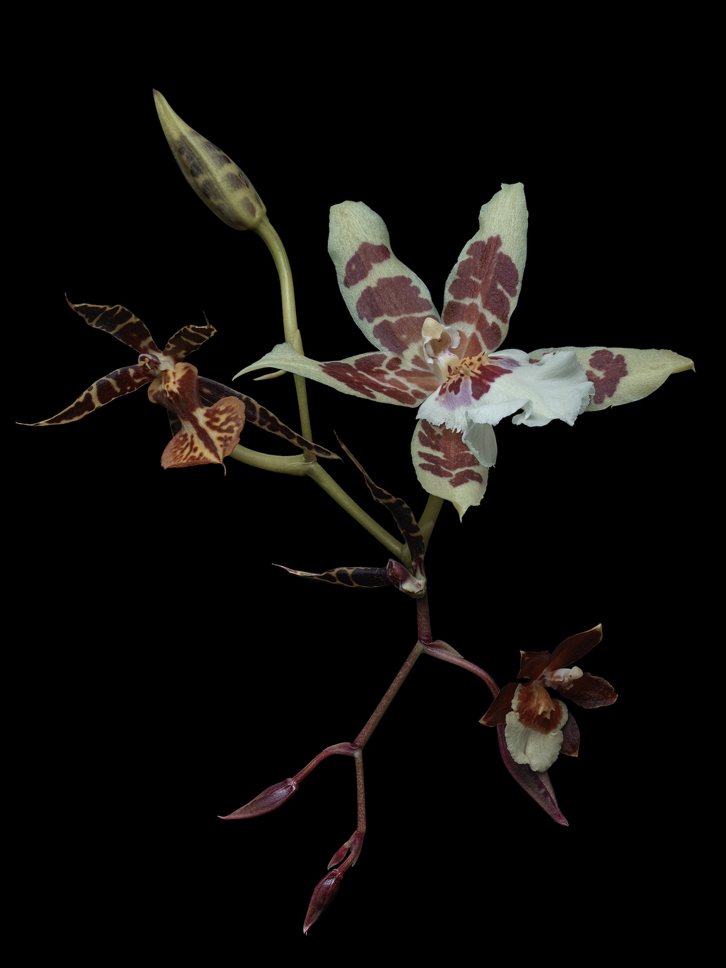 46 Thyrse Craetive Paris Portfolio Jean Baptiste Degez N01