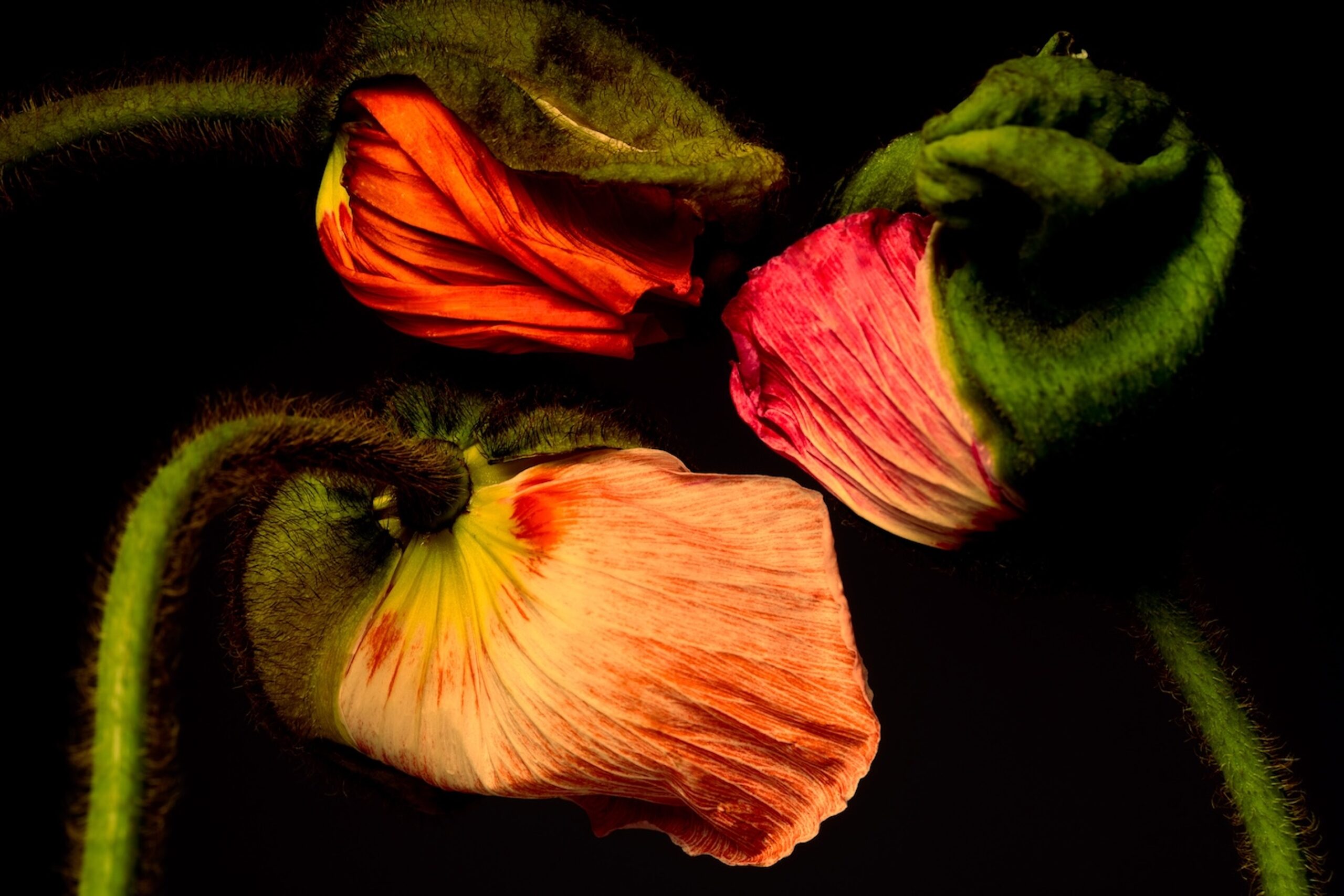 48 Fernando Gomez Craetive Paris Fragrances Flowers