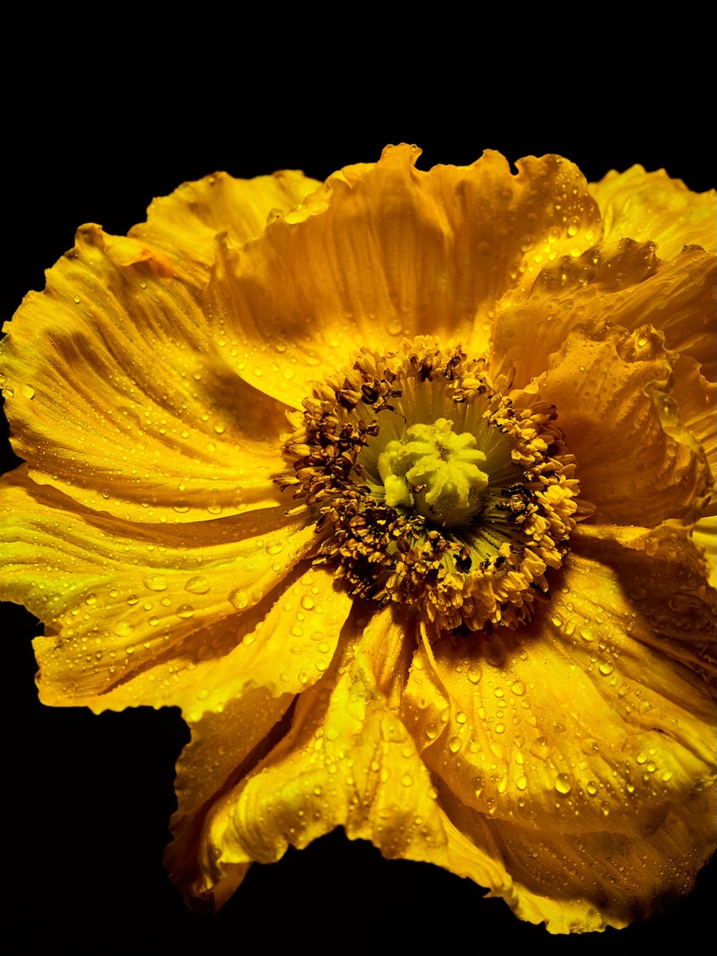 50 Fernando Gomez Craetive Paris Fragrances Flowers